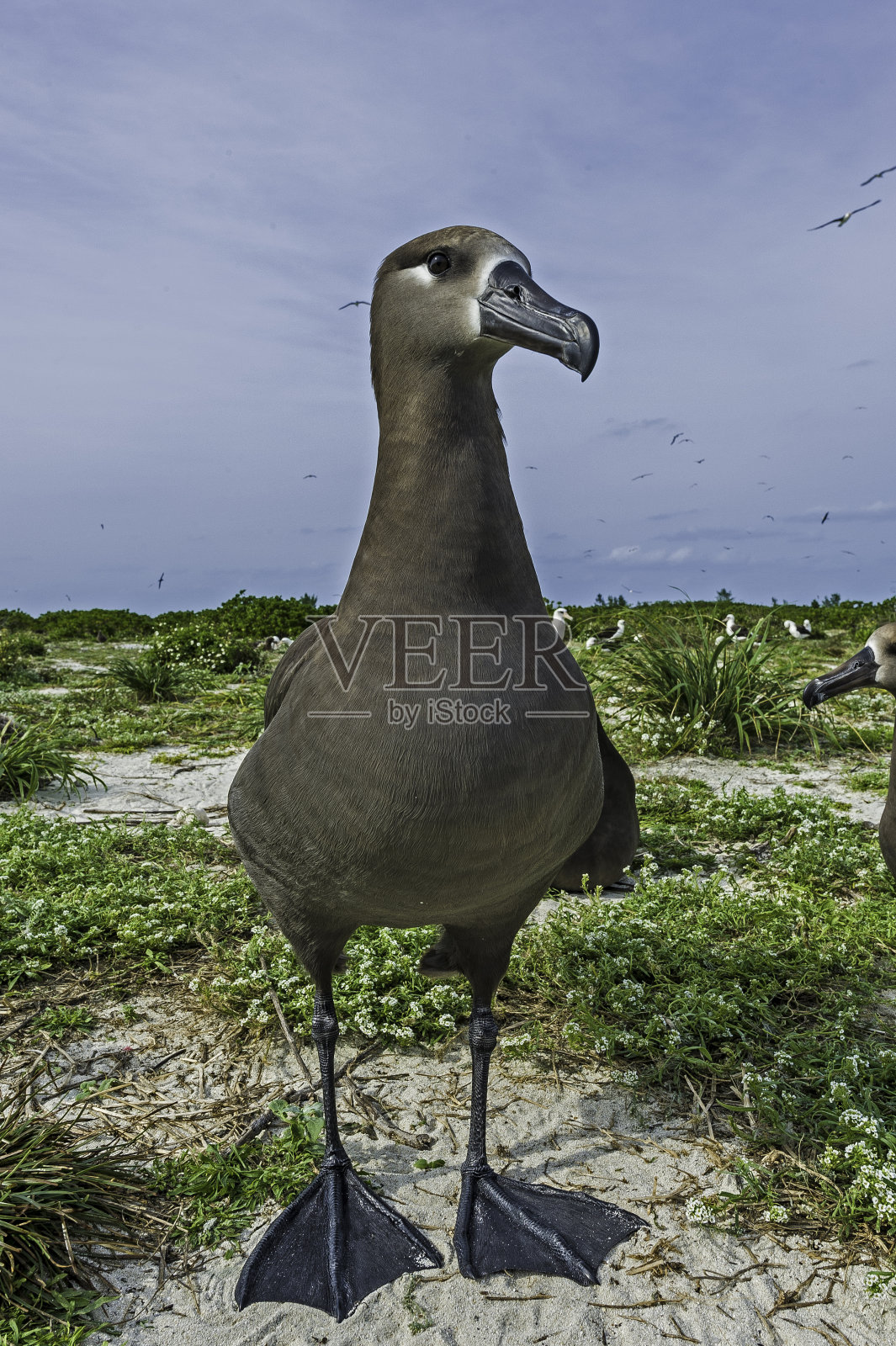 黑脚信天翁，黑脚信天翁，是一种来自北太平洋信天翁科的大型海鸟。它是分布在北半球的三种信天翁之一，在与世隔绝的热带岛屿上筑巢。与马照片摄影图片