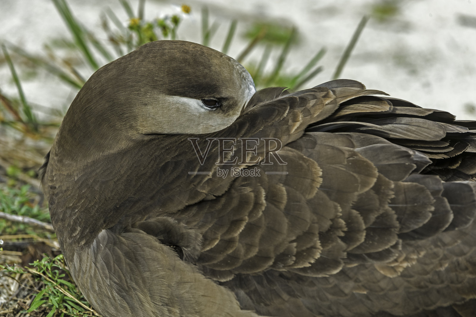 黑脚信天翁，黑脚信天翁，是一种来自北太平洋信天翁科的大型海鸟。它是分布在北半球的三种信天翁之一，在与世隔绝的热带岛屿上筑巢。与马照片摄影图片