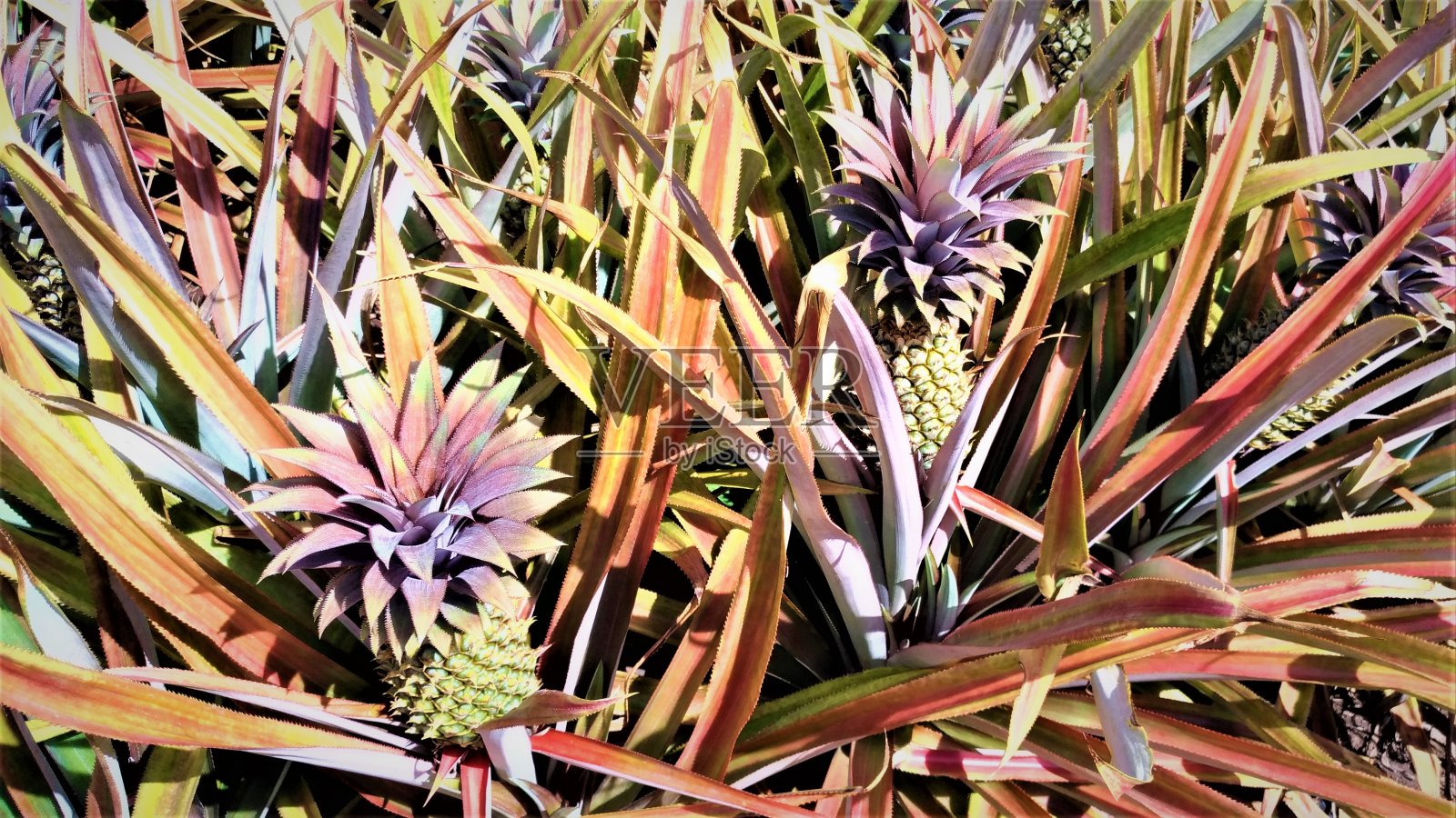 近距离观看生长在加勒比海安提瓜岛的黑菠萝照片摄影图片