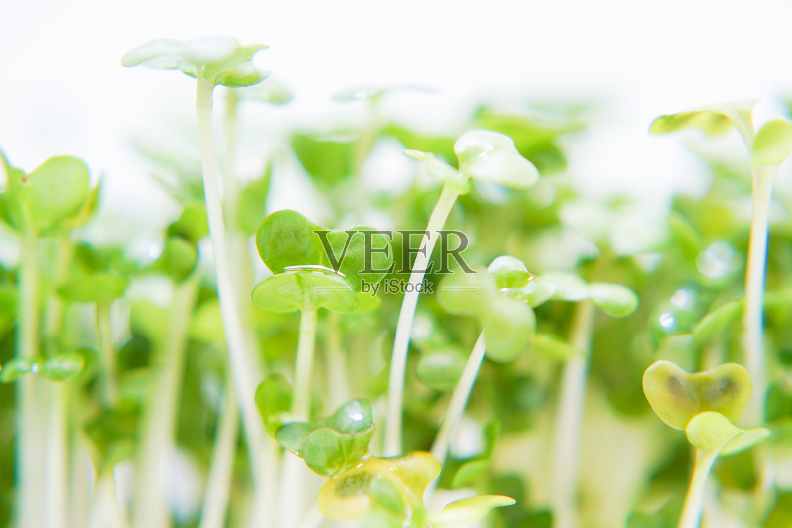 新鲜的花椰菜芽照片摄影图片