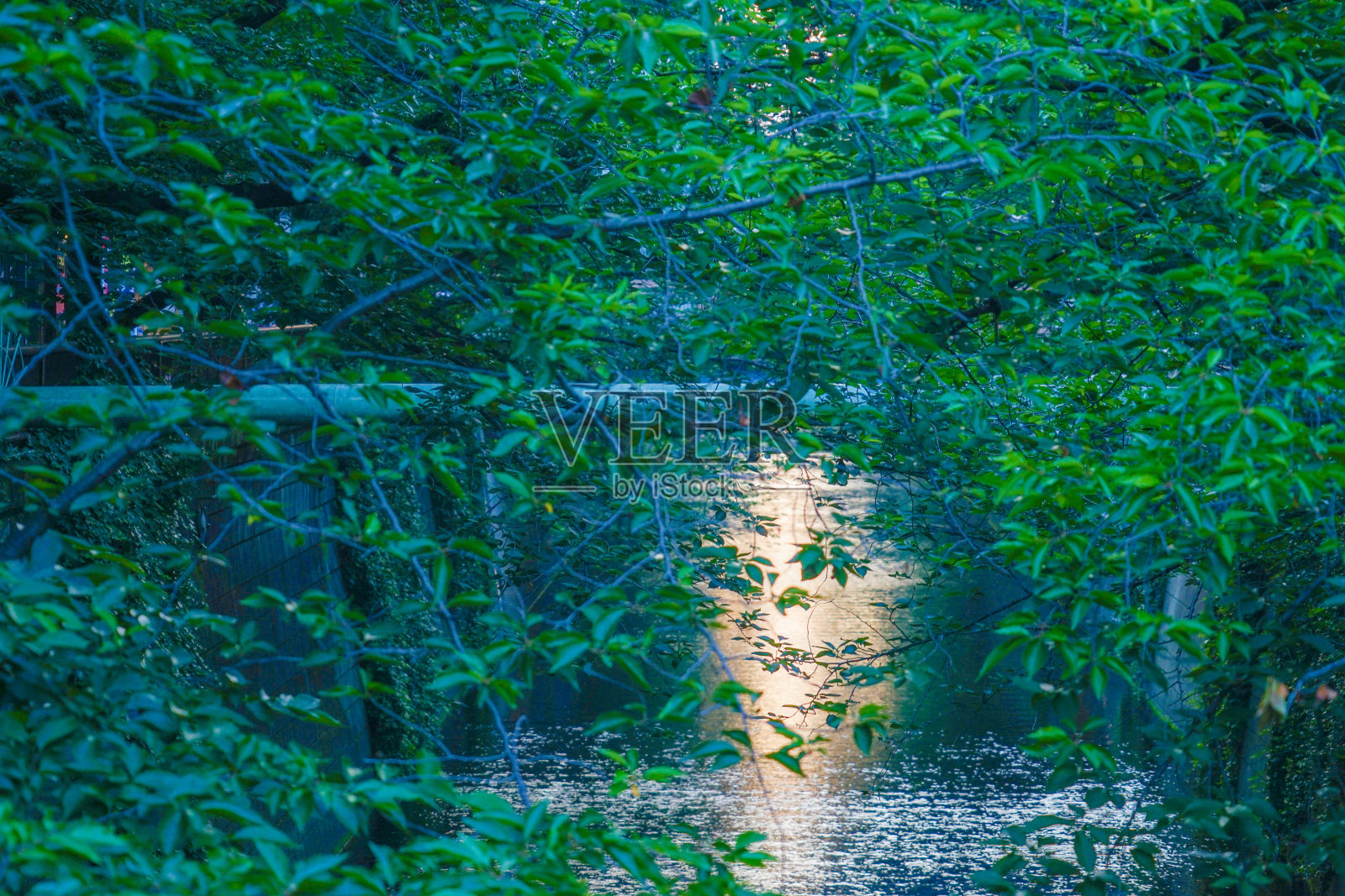 碧绿的东京目黑河照片摄影图片