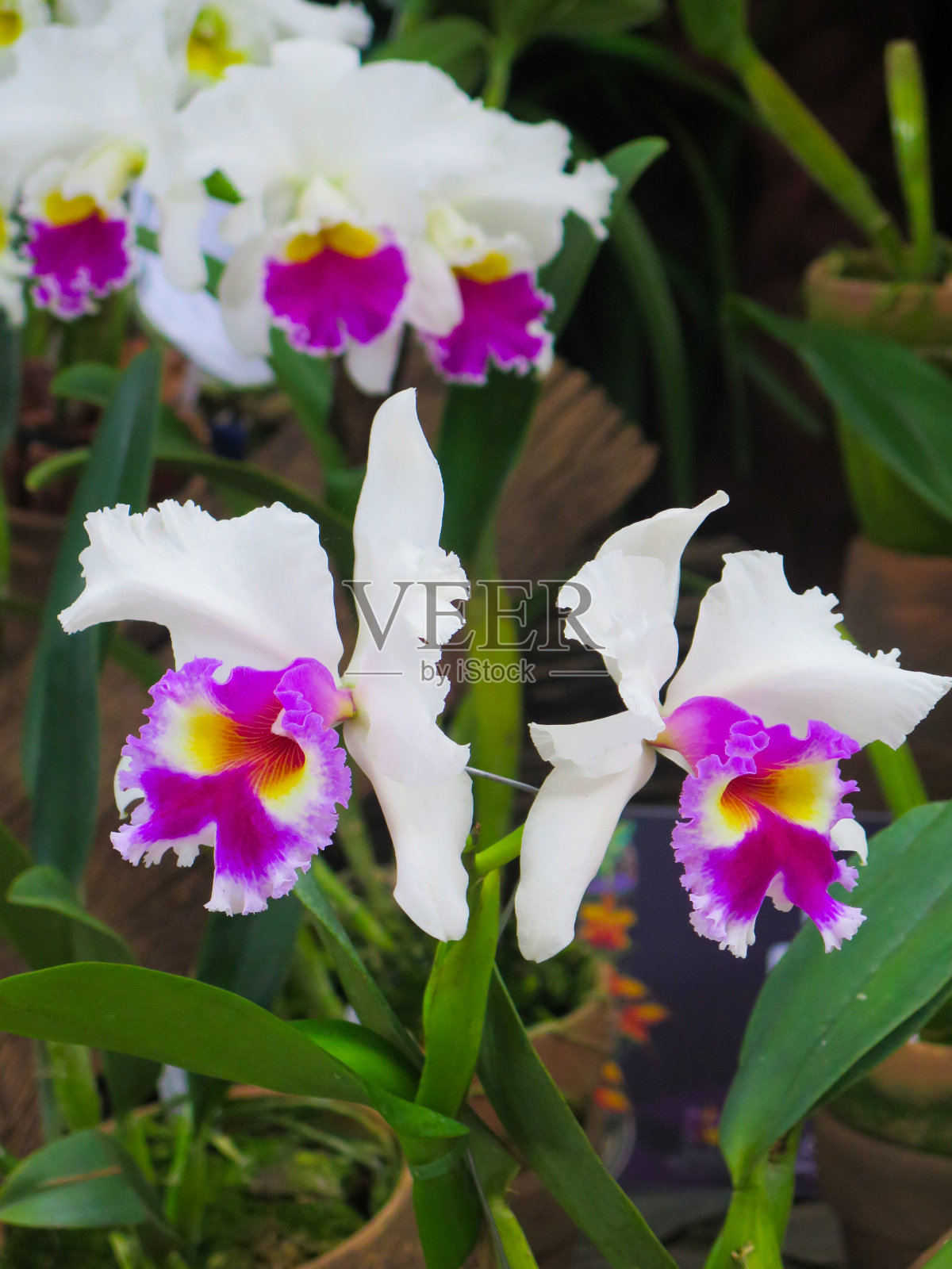 略带紫色的白色兰花照片摄影图片