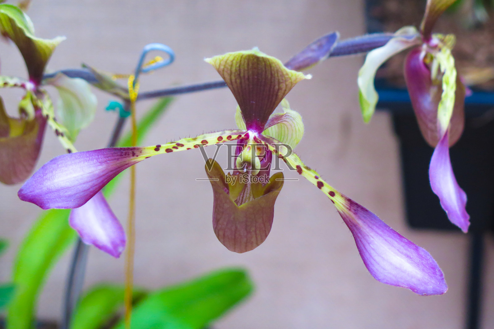 奇异的花紫色和棕色照片摄影图片