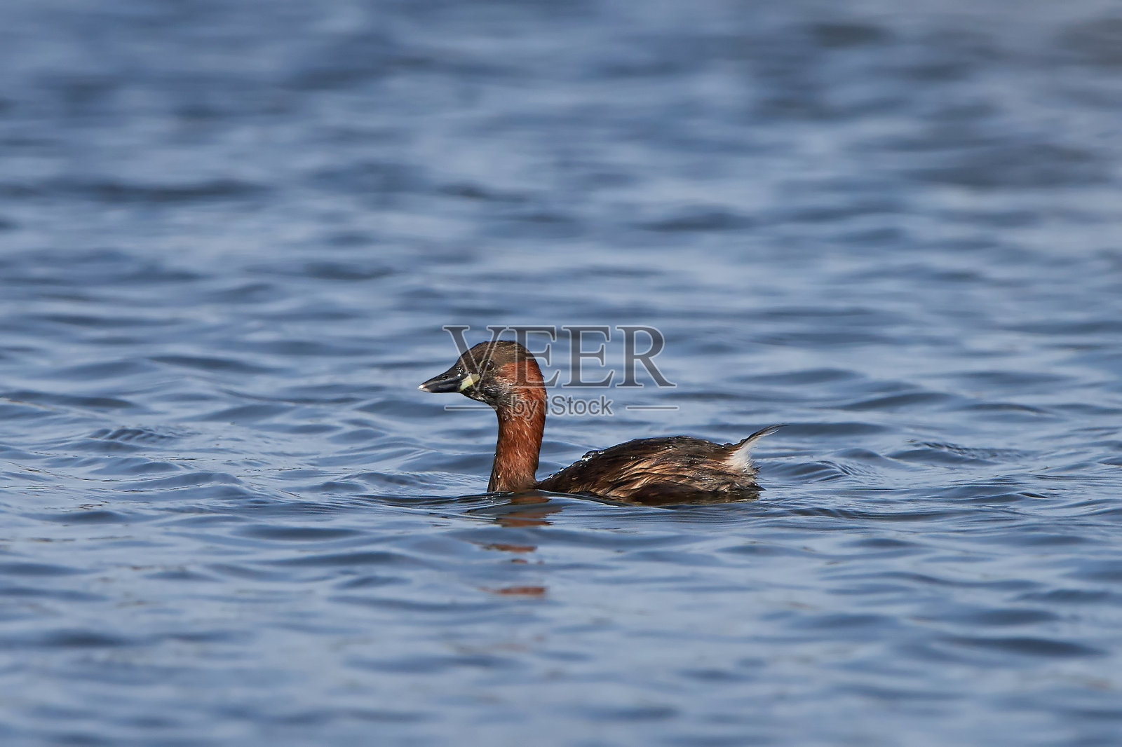 小grebe (Tachybaptus ruficollis)照片摄影图片
