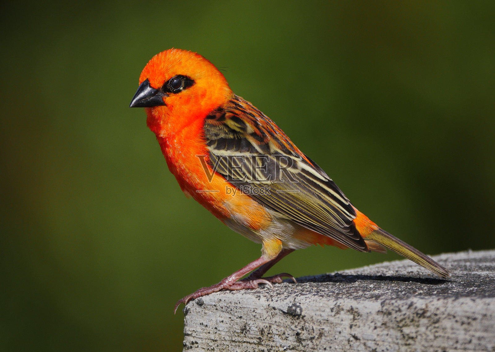 红福迪鸟-马达加斯加福迪黑眼照片摄影图片