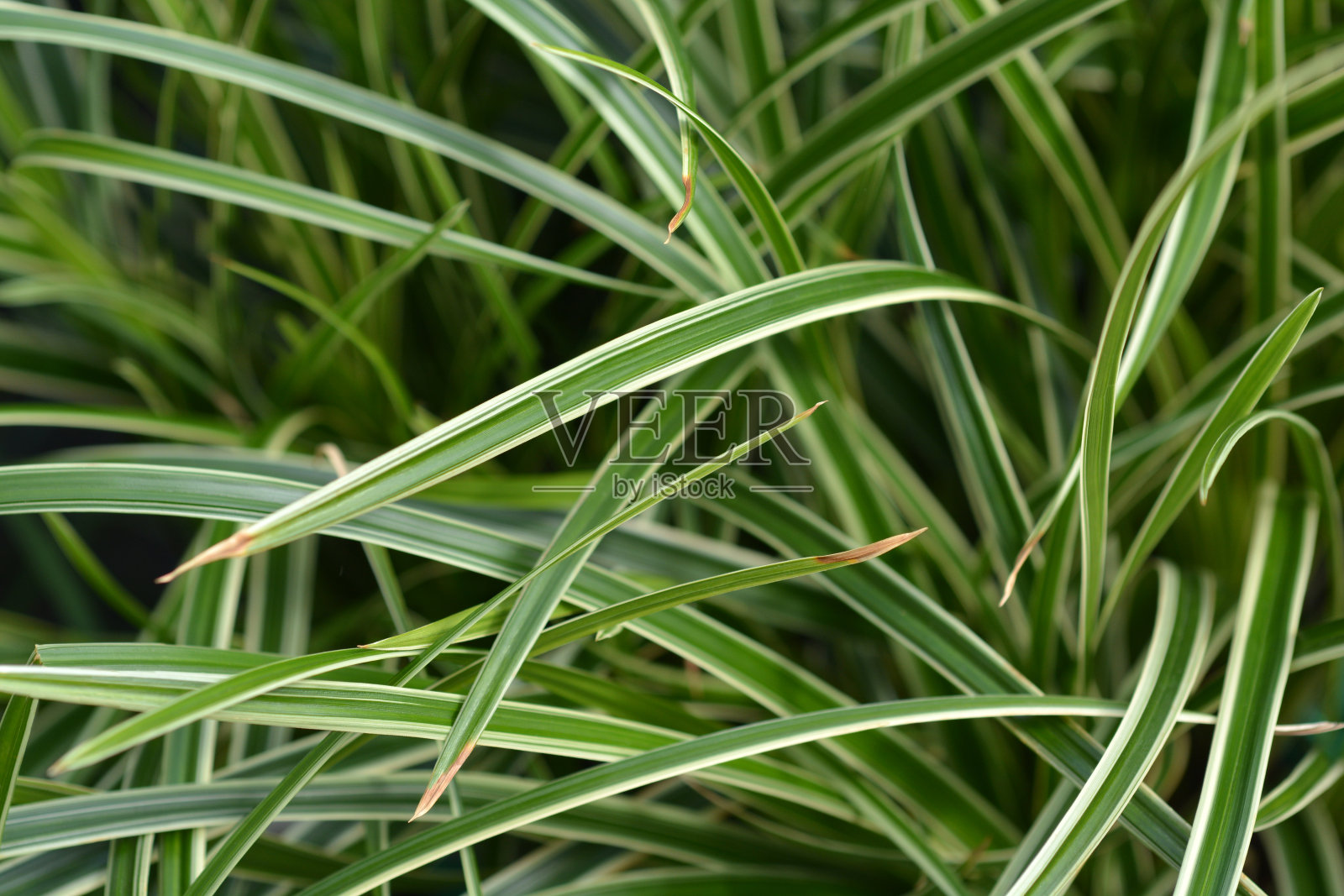 莎草冰上舞蹈照片摄影图片