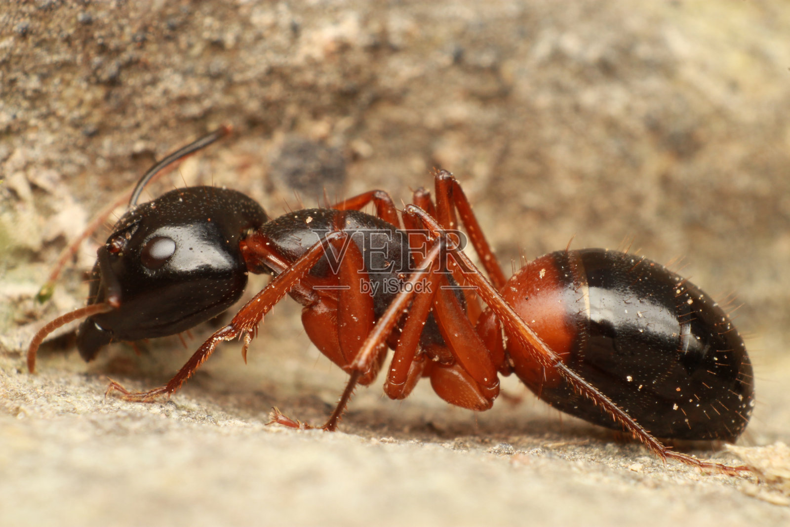 弓背蚁主要寻找食物照片摄影图片