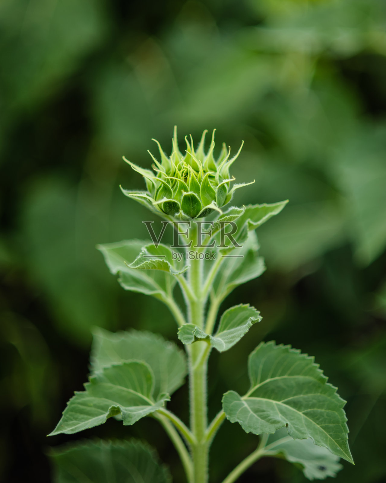 向日葵田阴云密布照片摄影图片