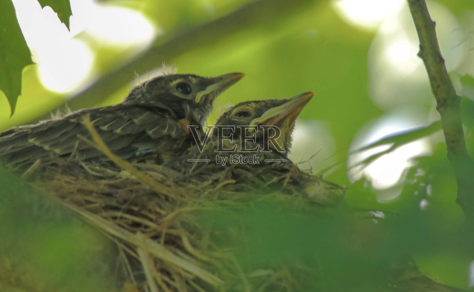 它的温暖的在一起照片摄影图片