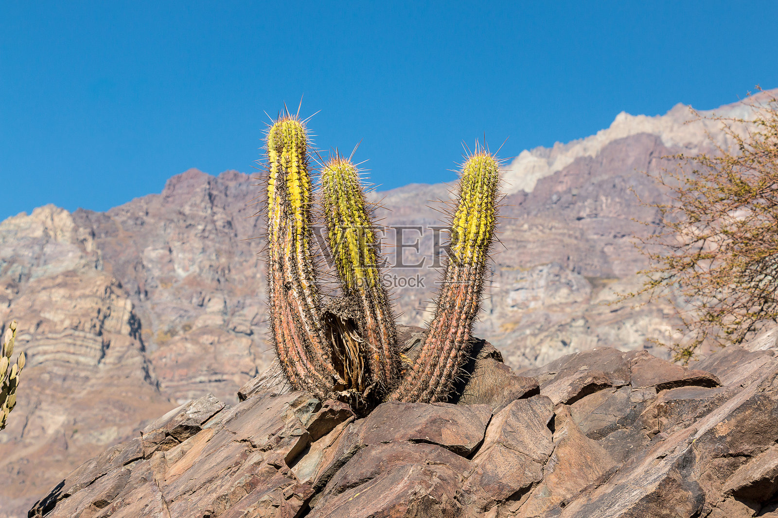 山上的仙人掌照片摄影图片