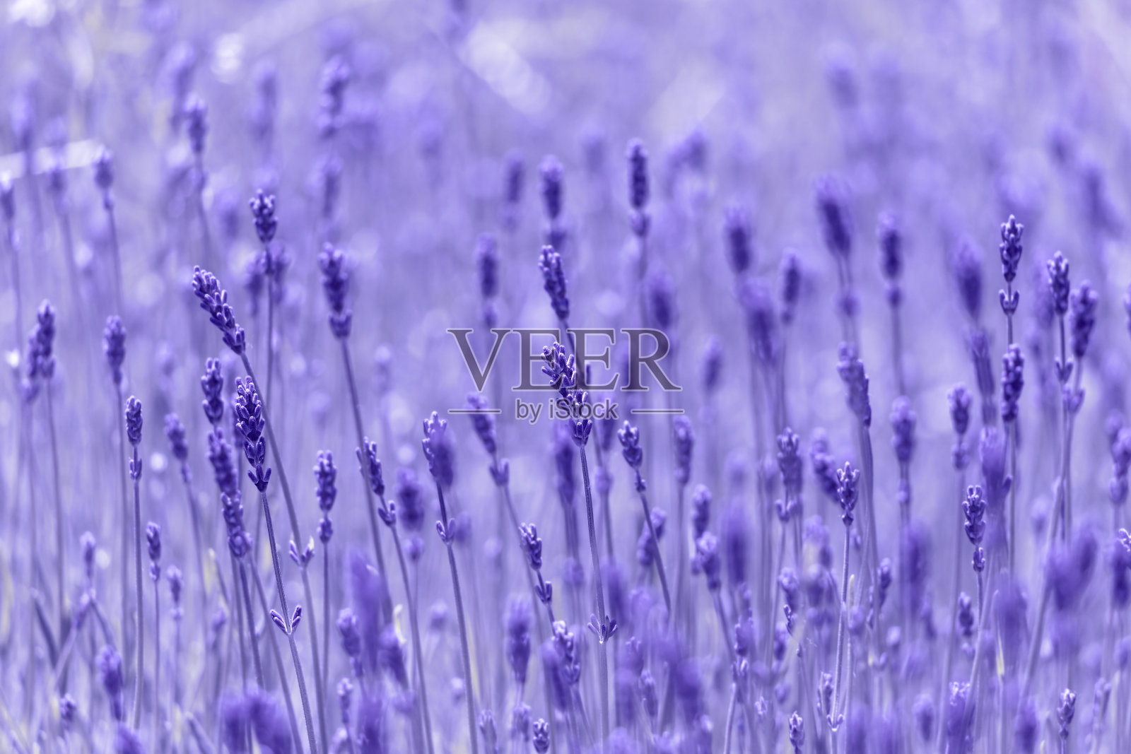 赛场上的薰衣草花。照片摄影图片