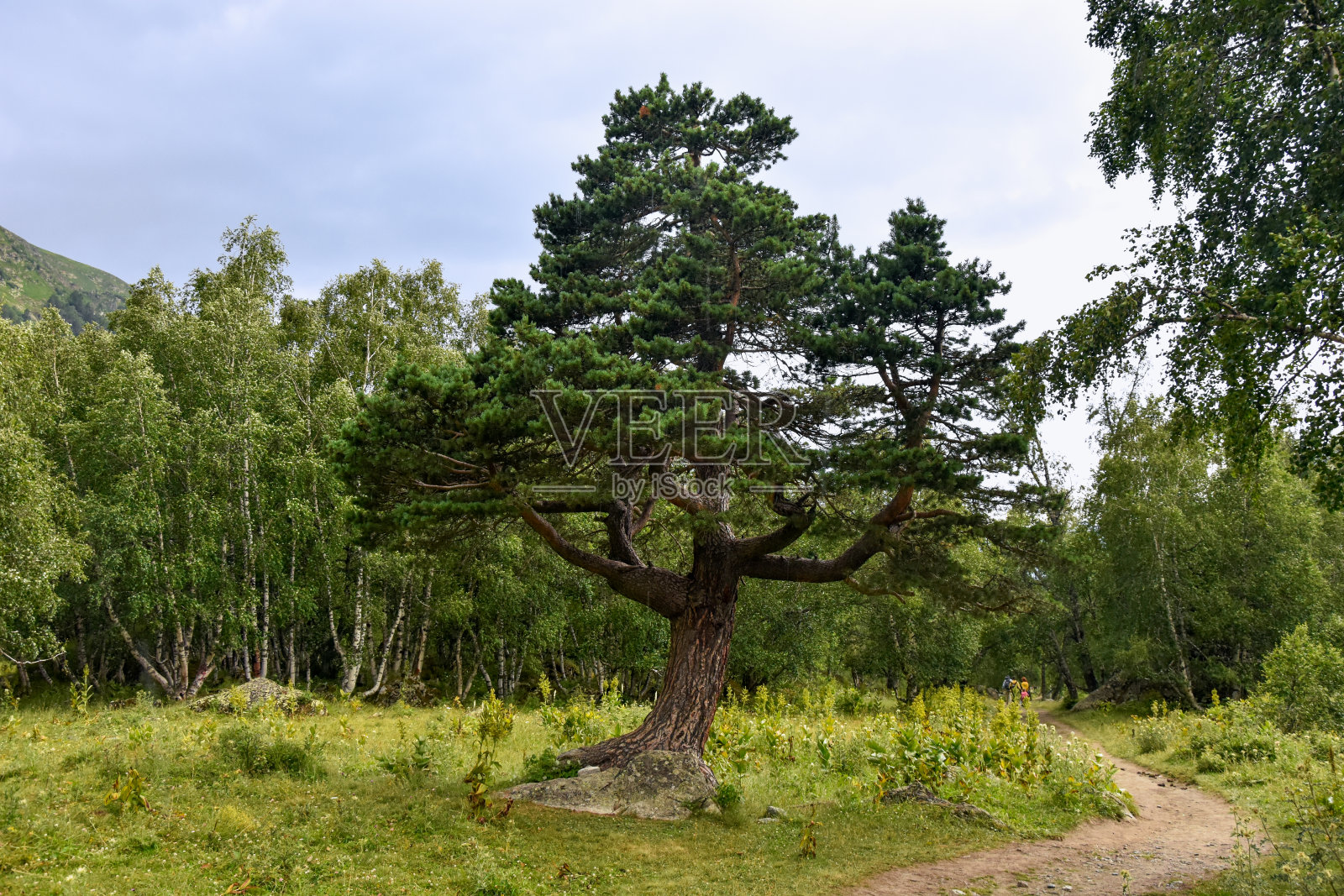 高加索山脉上生长着罕见的孤独魔松照片摄影图片