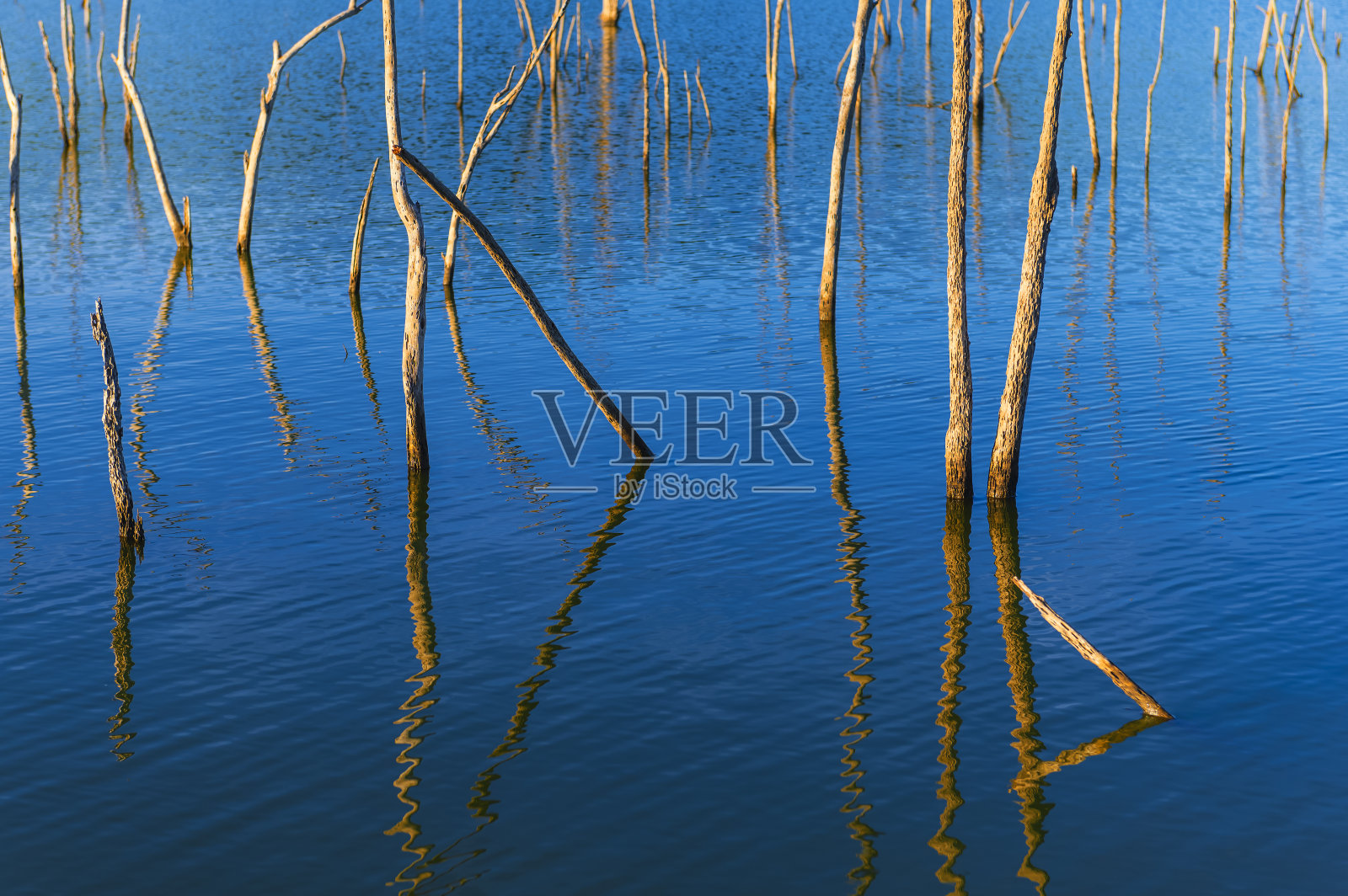 干燥的树枝浸在水中，反射着蓝天的背景照片摄影图片