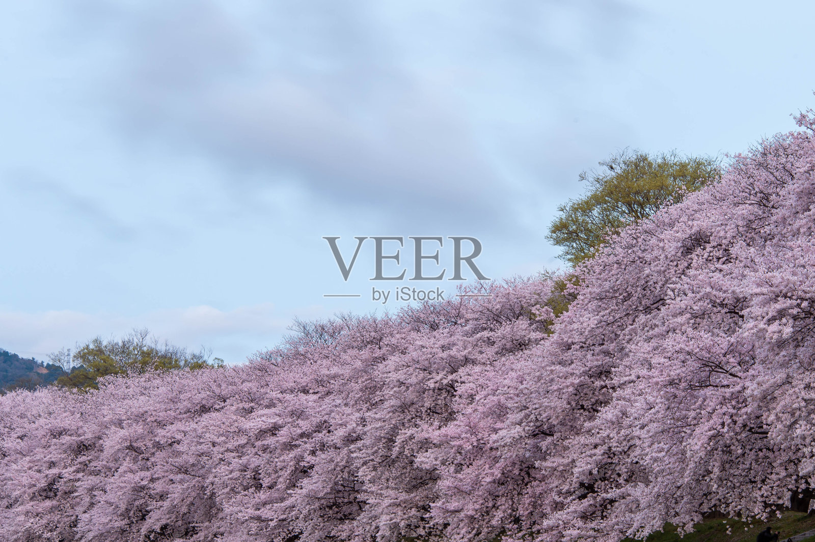 一个盛开着许多樱花的银行照片摄影图片