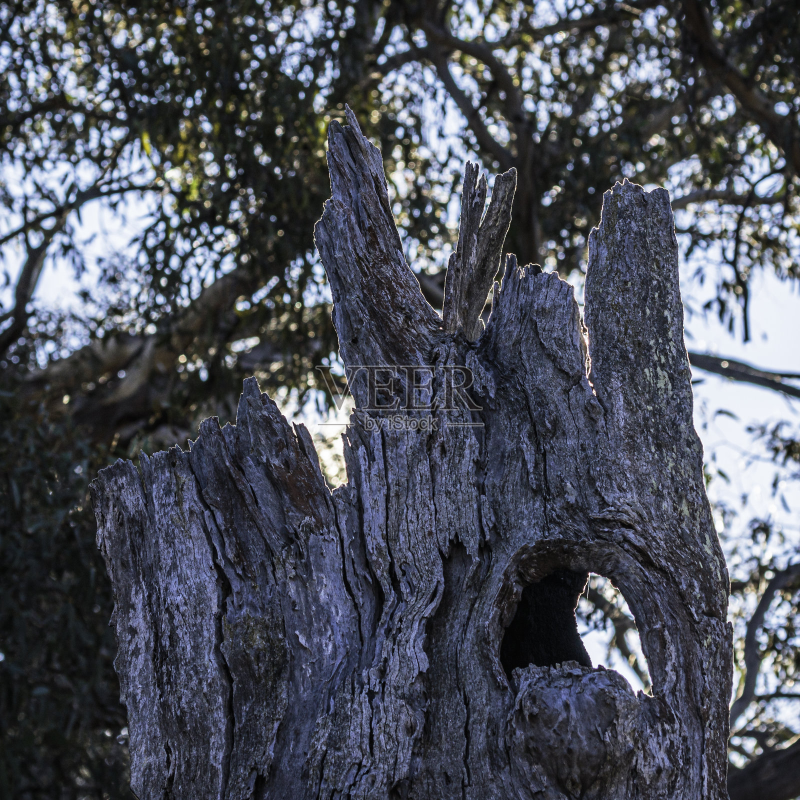 一棵有一个洞的老树干被边缘照明勾画出来照片摄影图片