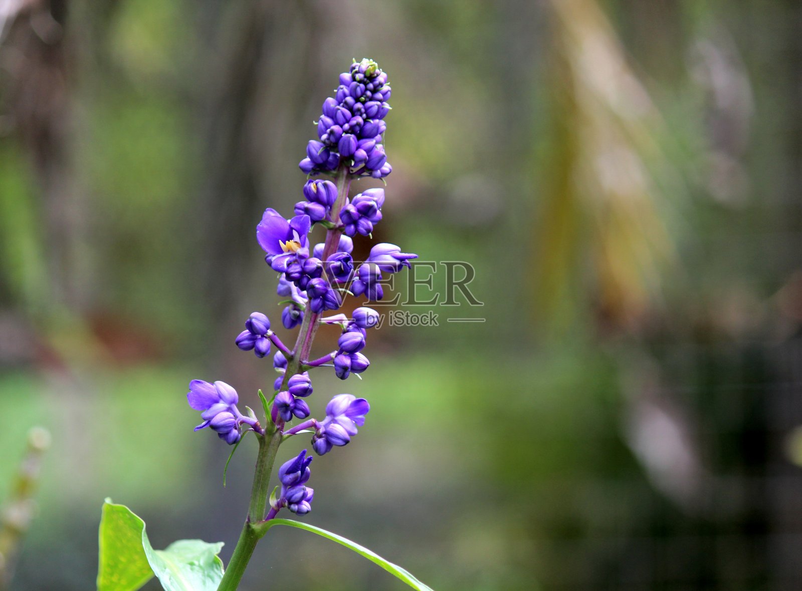 蓝姜花-山莨菪照片摄影图片