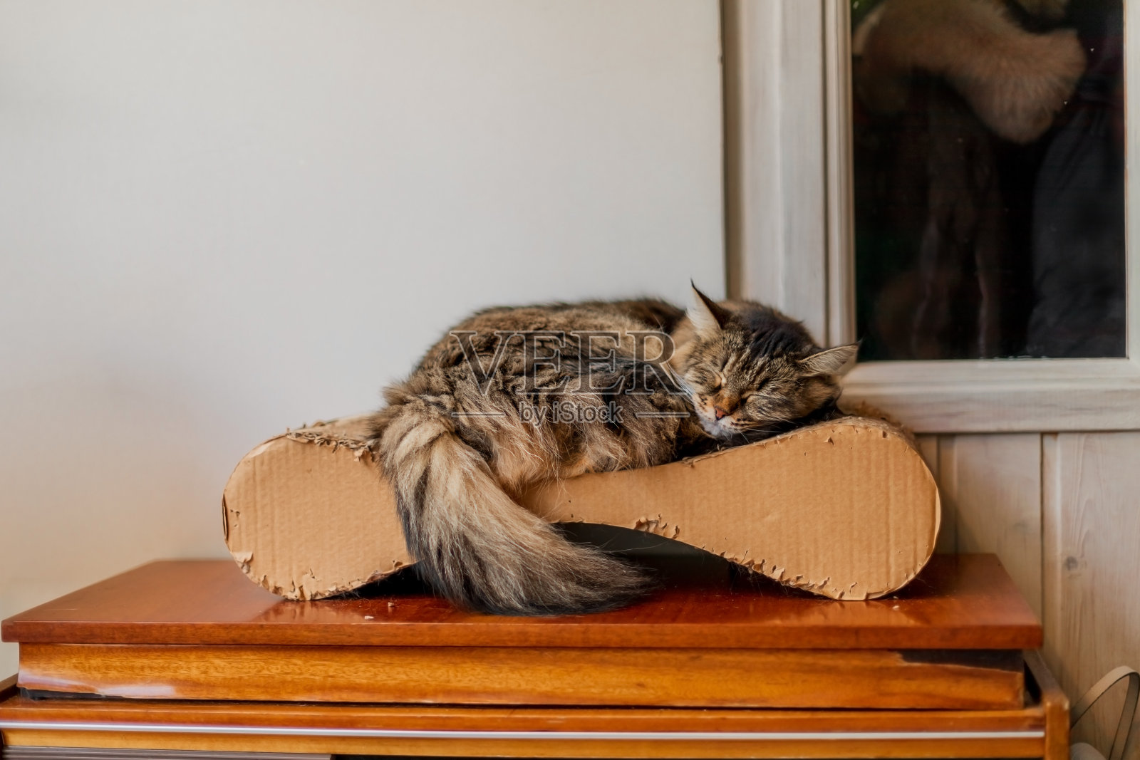 毛绒绒的猫睡在一个抓挠柱上照片摄影图片