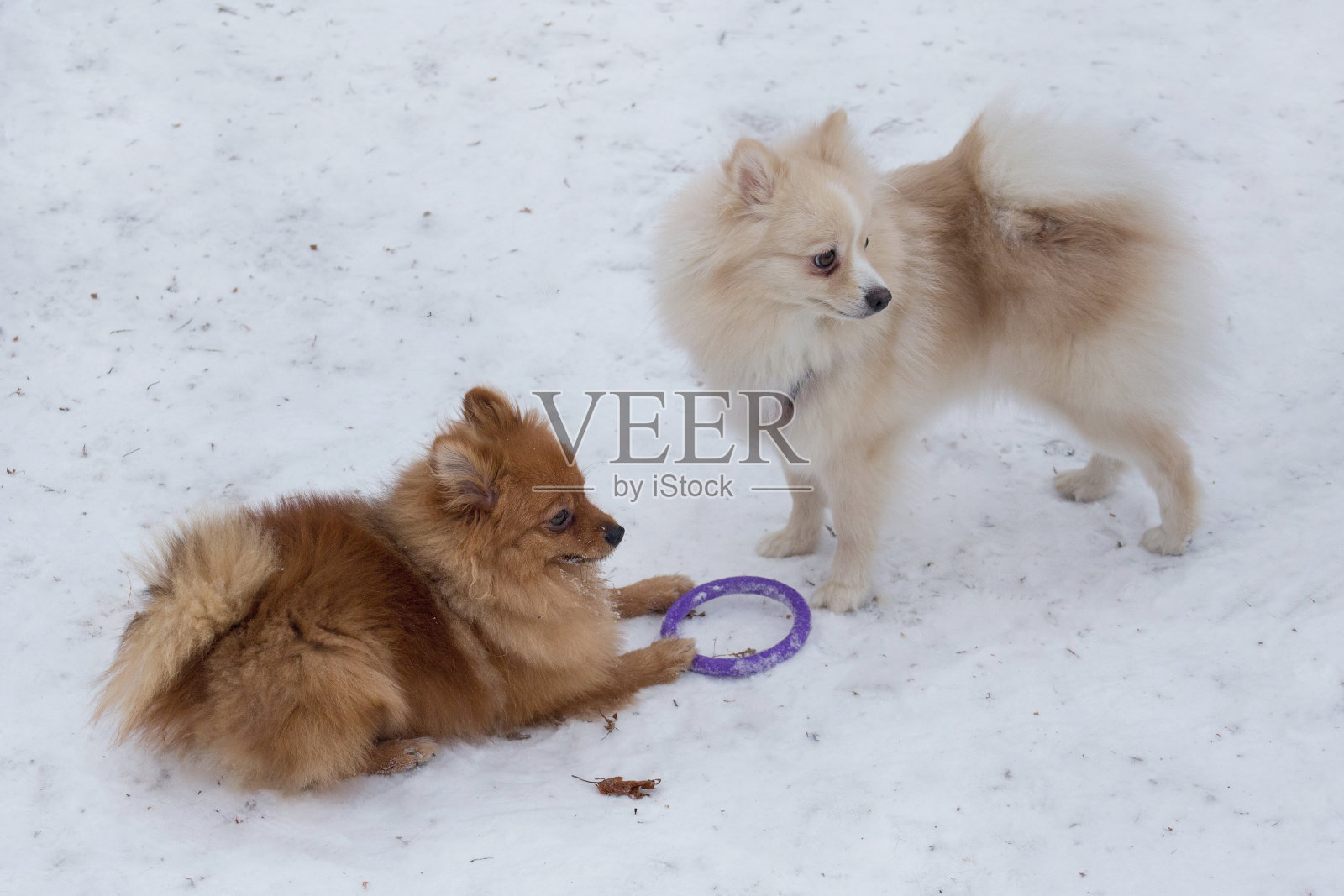 两只博美犬在冬季公园的白雪上玩耍。Deutscher spitz或zwergspitz。照片摄影图片