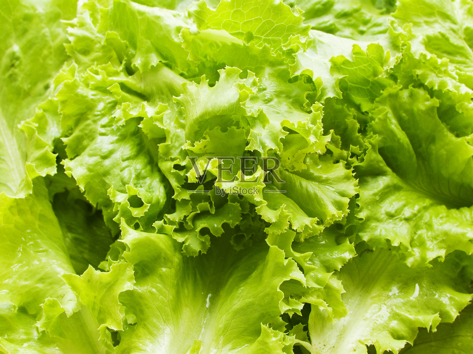 嫩莴苣照片摄影图片