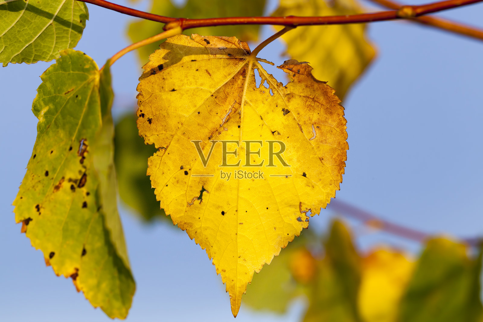 秋天的菩提树照片摄影图片