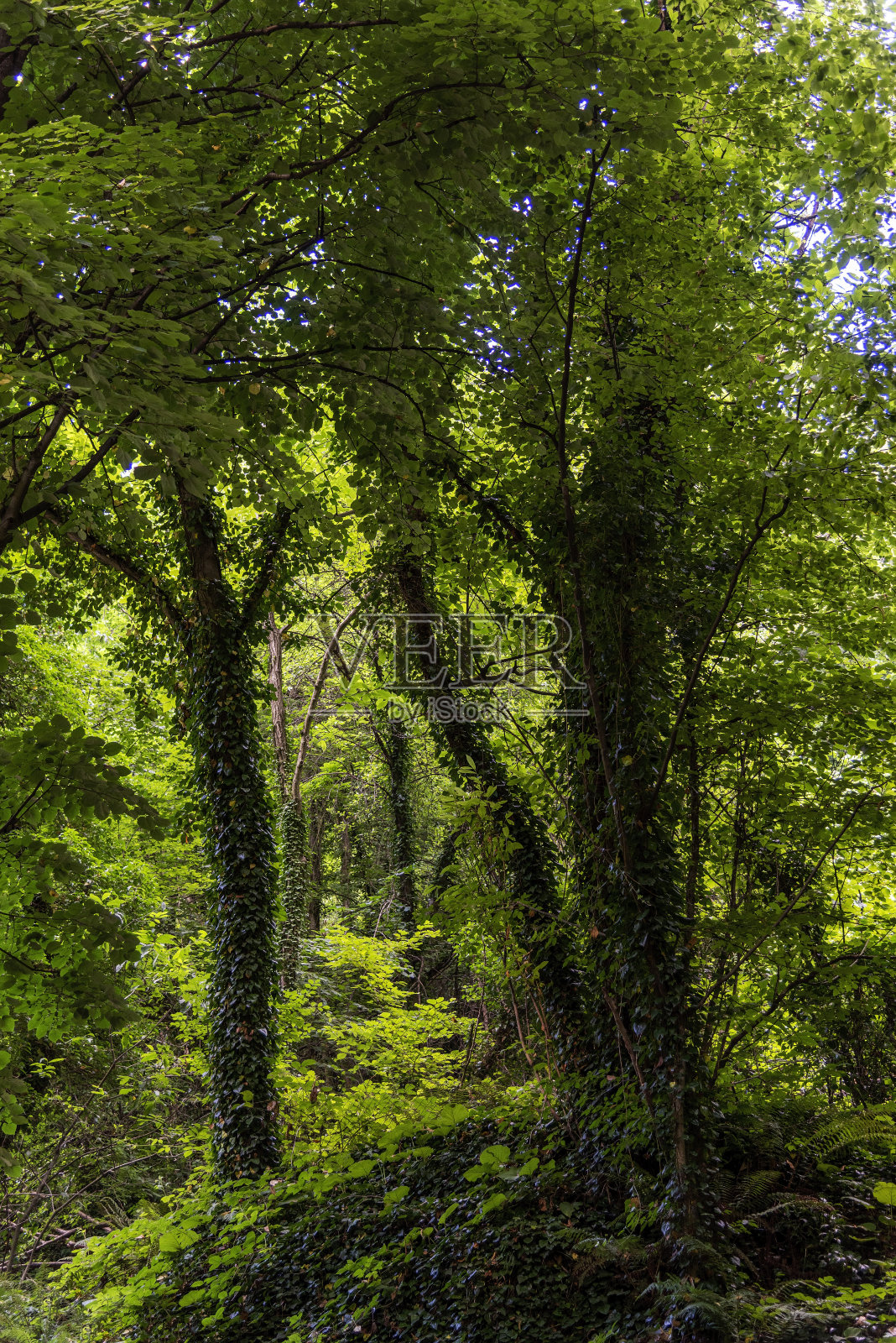 森林照片摄影图片