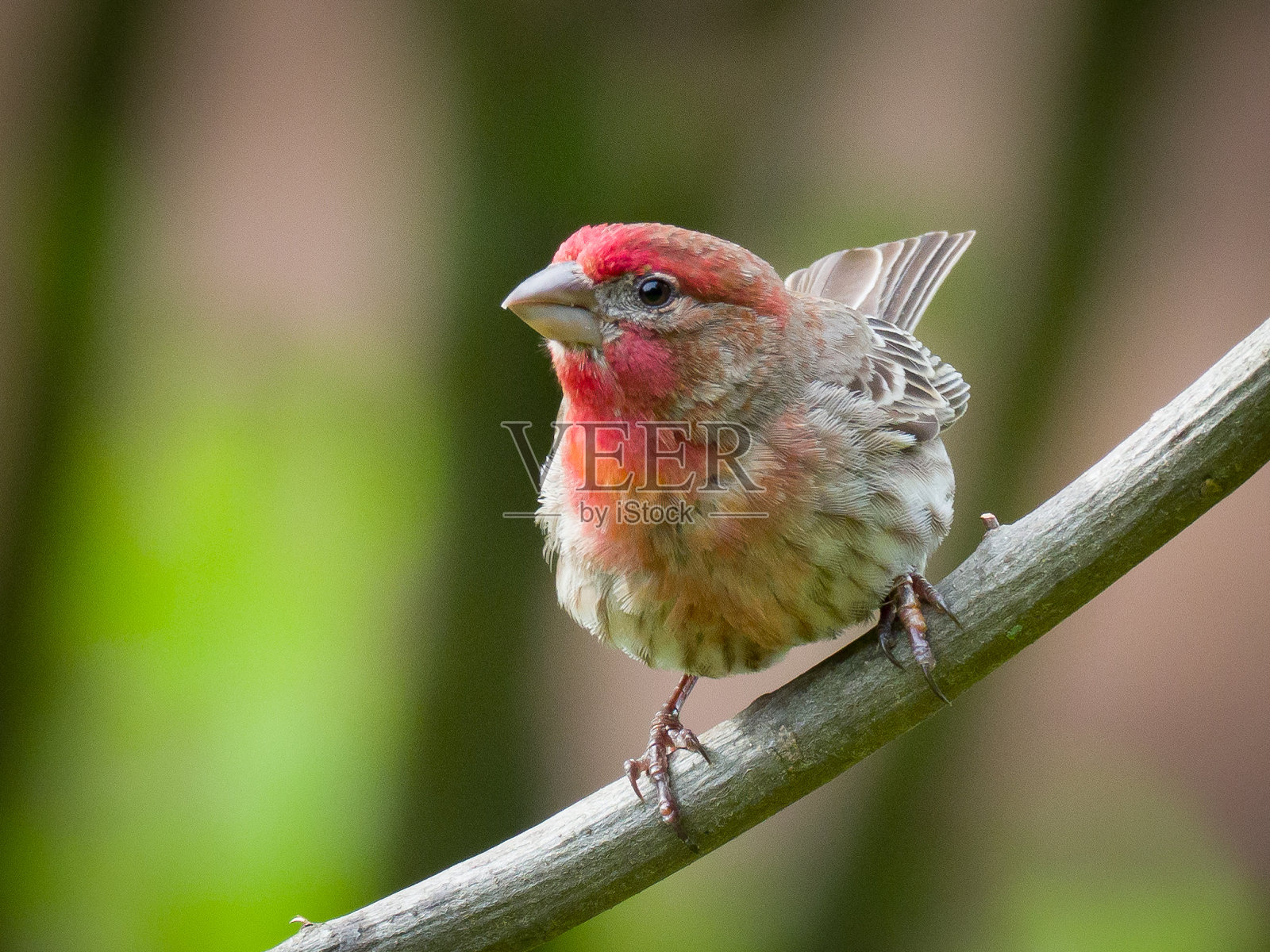 男性房子雀照片摄影图片