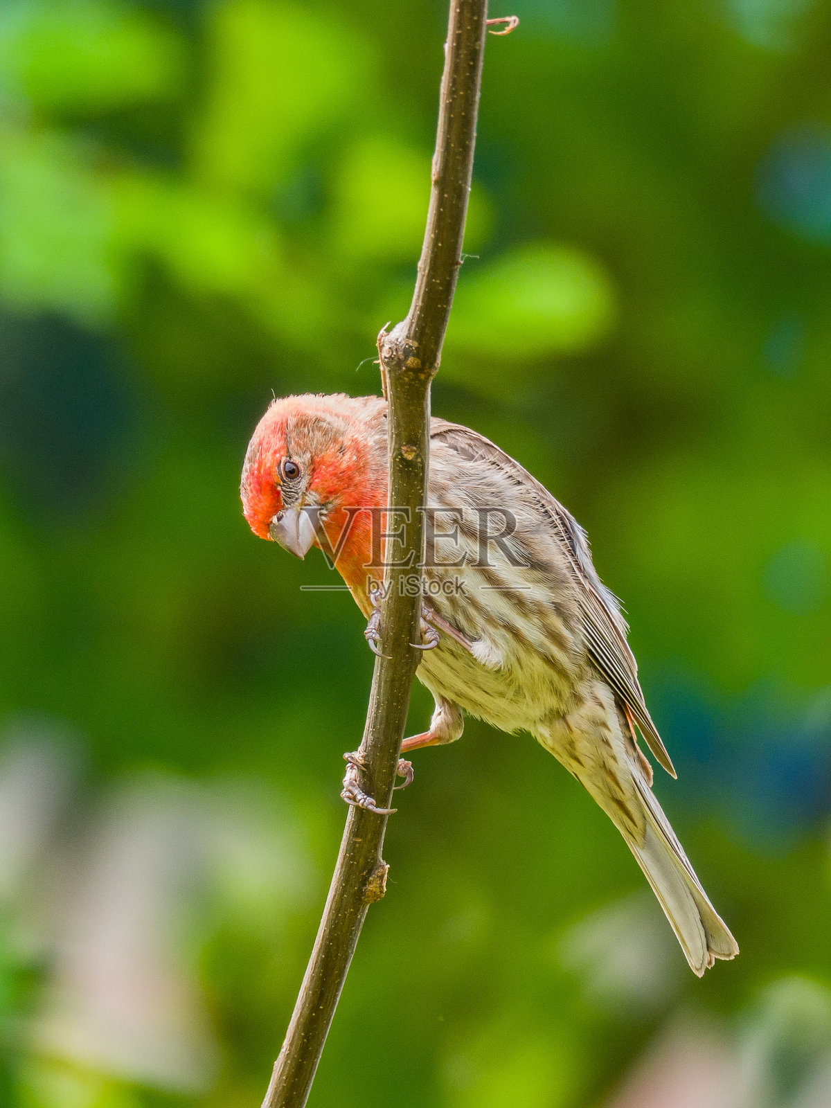 男性房子雀照片摄影图片