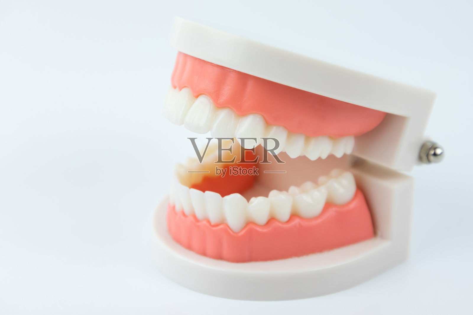 牙齿塑料模型孤立在白色背景。牙科器械的教育理念。照片摄影图片