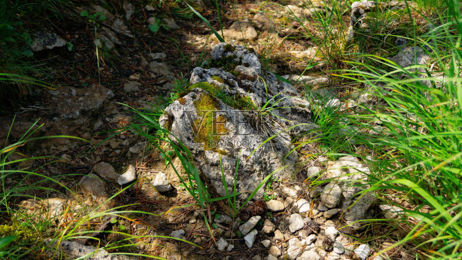 高山的花在石头和草地上照片摄影图片