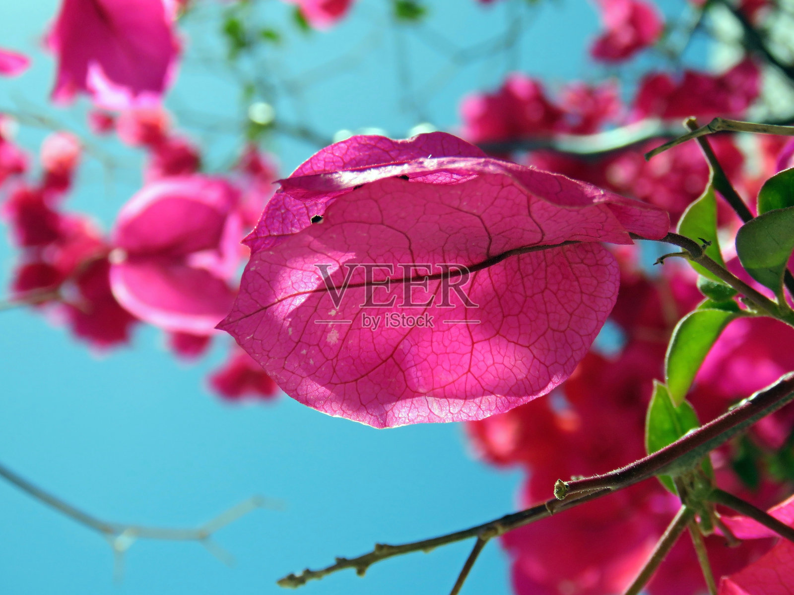 三角梅与蓝天融为一体照片摄影图片