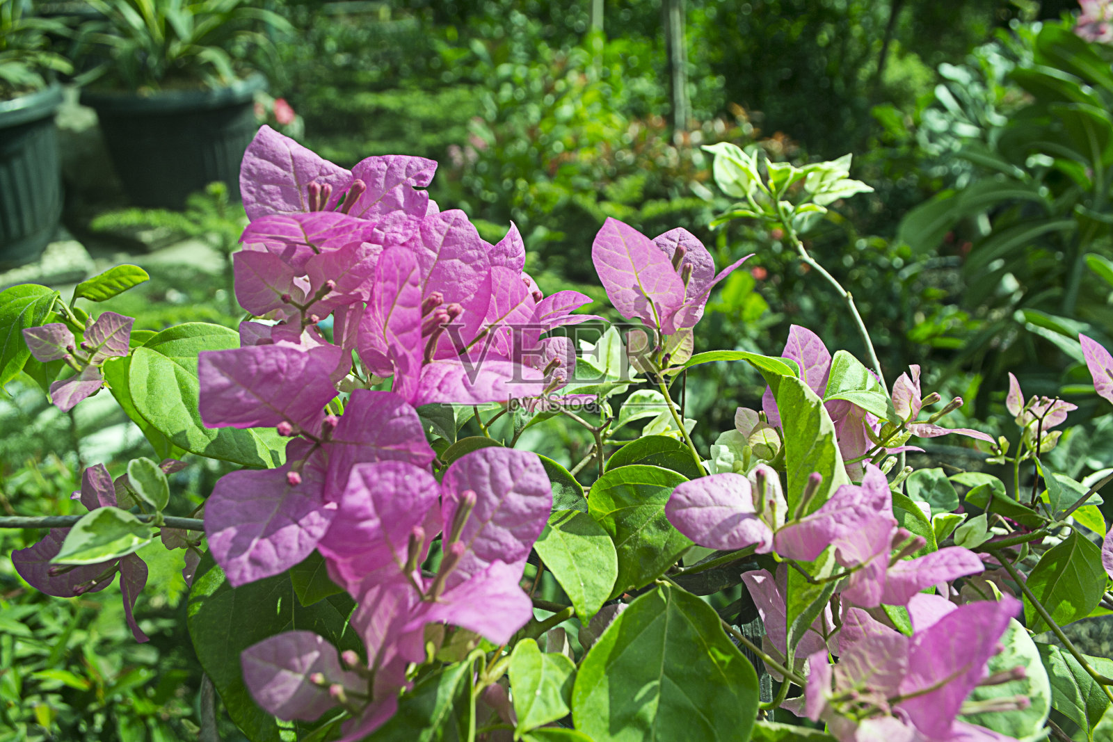 Bougenville花照片摄影图片