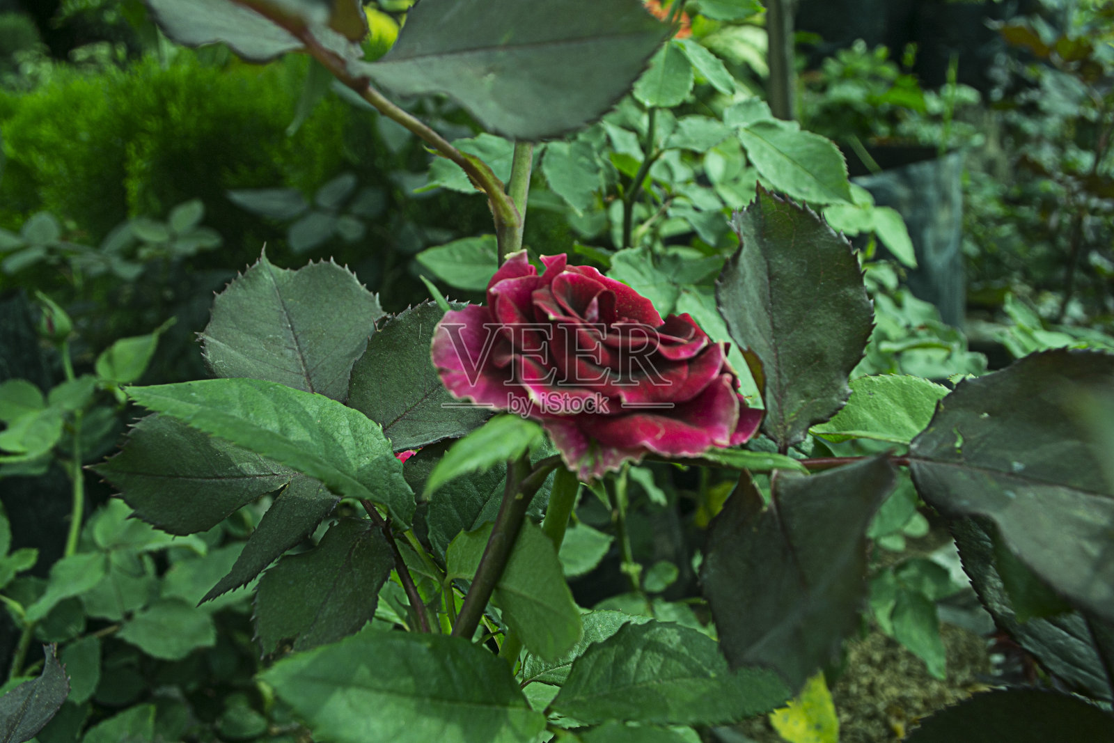 玫瑰花朵照片摄影图片