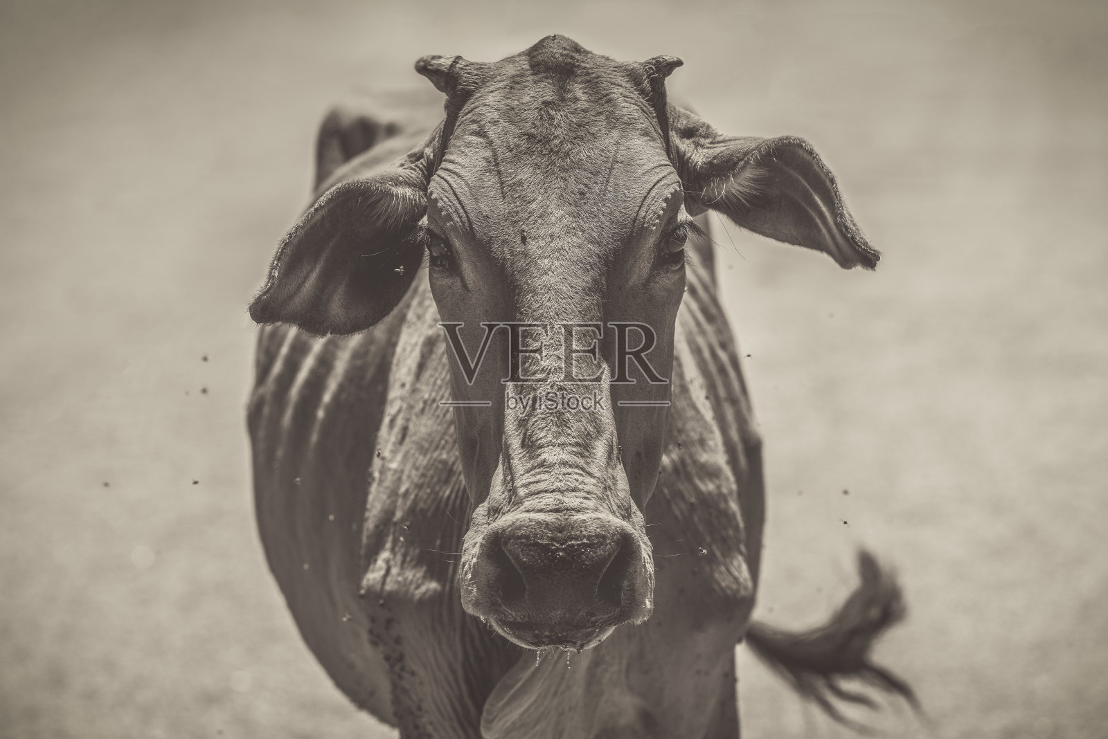 近距离拍摄家牛或牛的肖像。农村。农业照片摄影图片