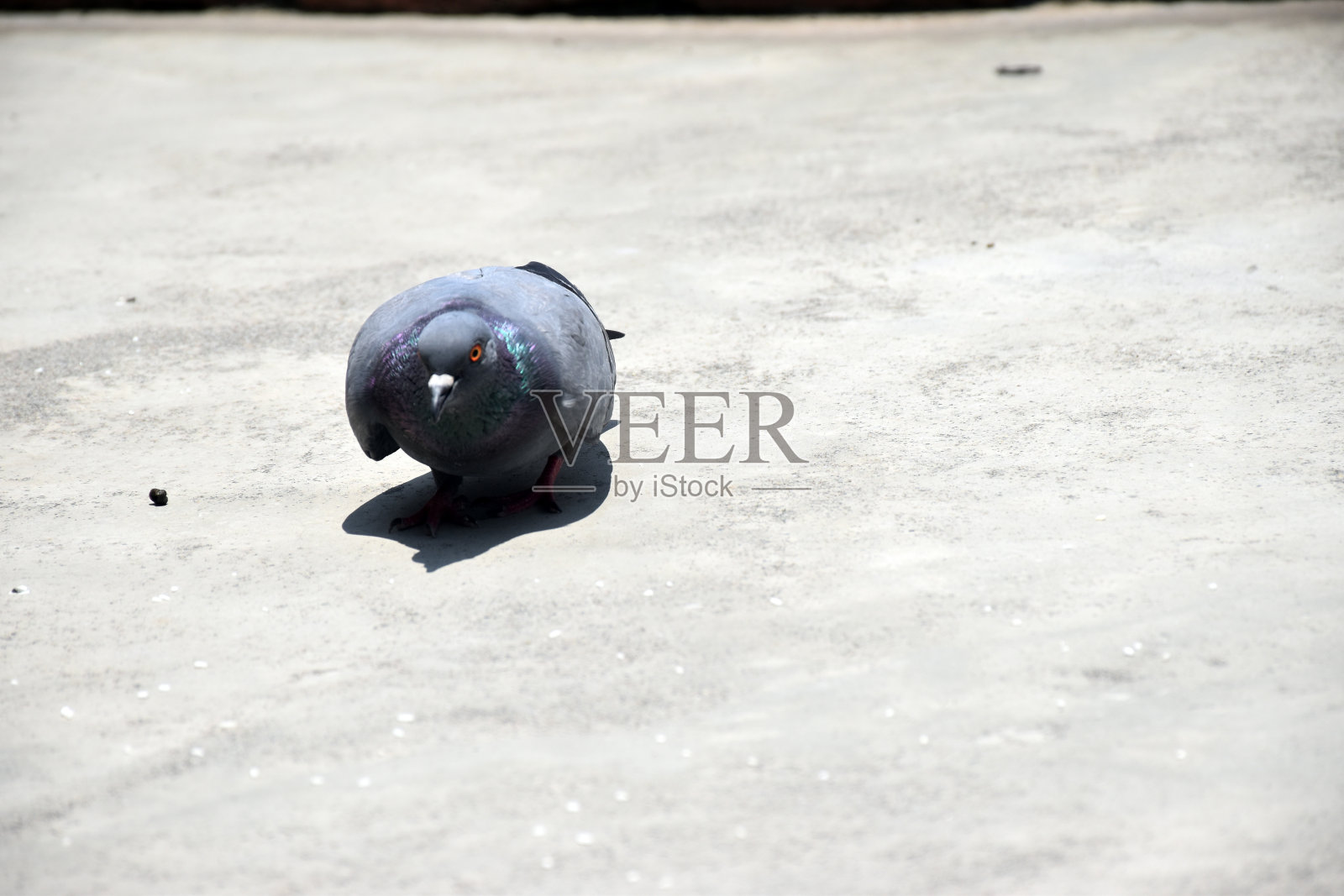 鸽子照片摄影图片