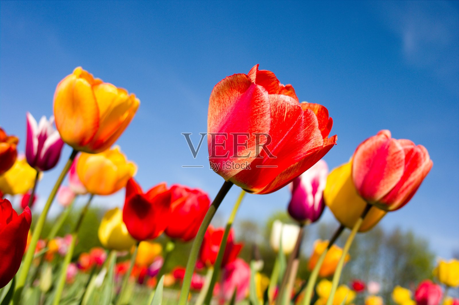 郁金香,郁金香!照片摄影图片