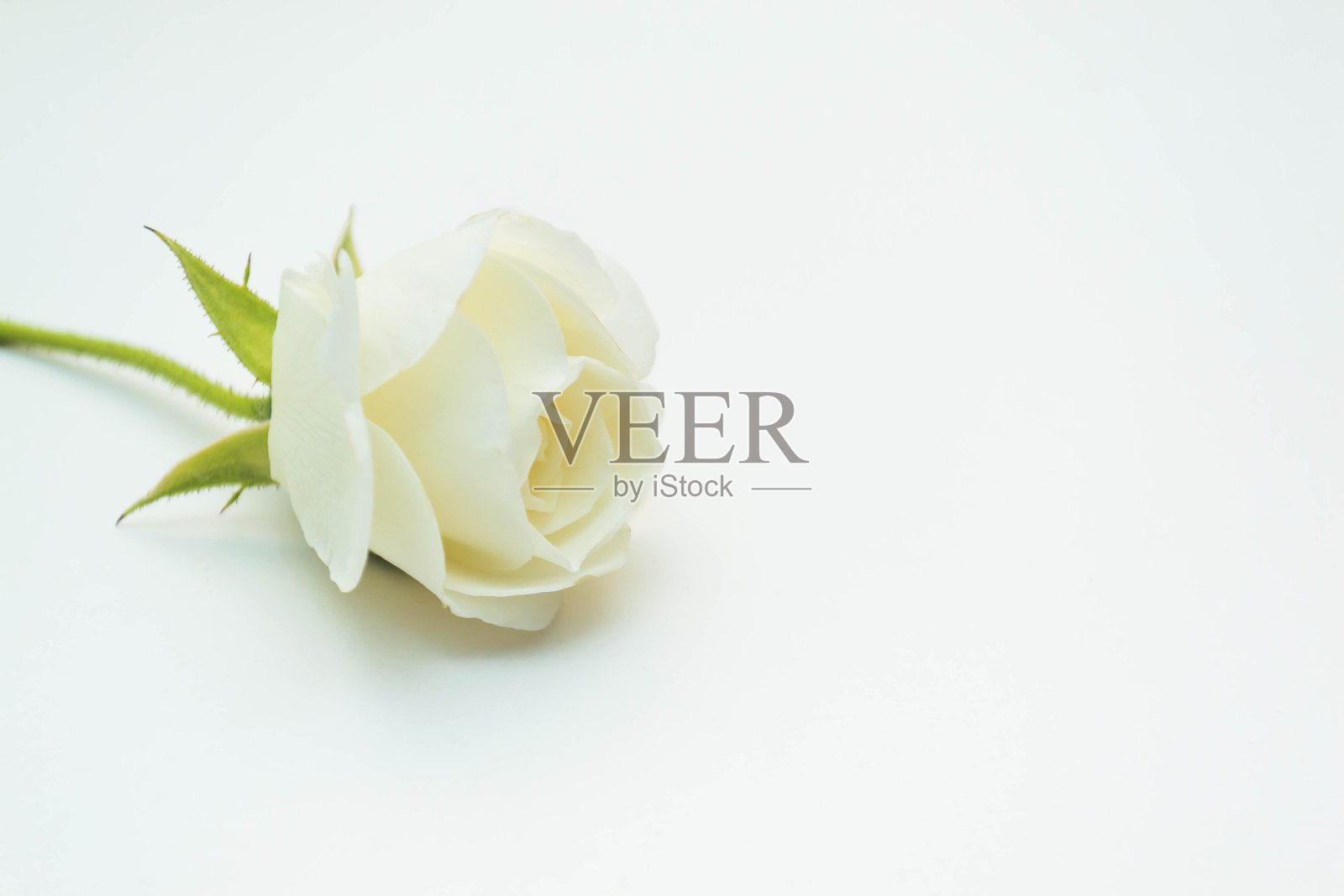 白玫瑰照片摄影图片