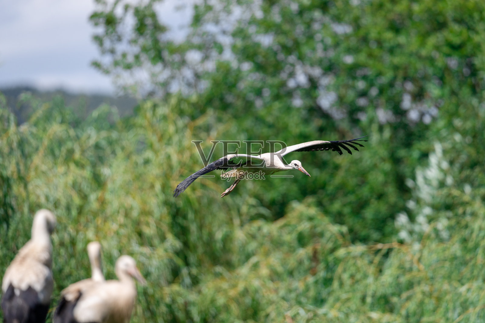 白鹳在草地上飞翔照片摄影图片