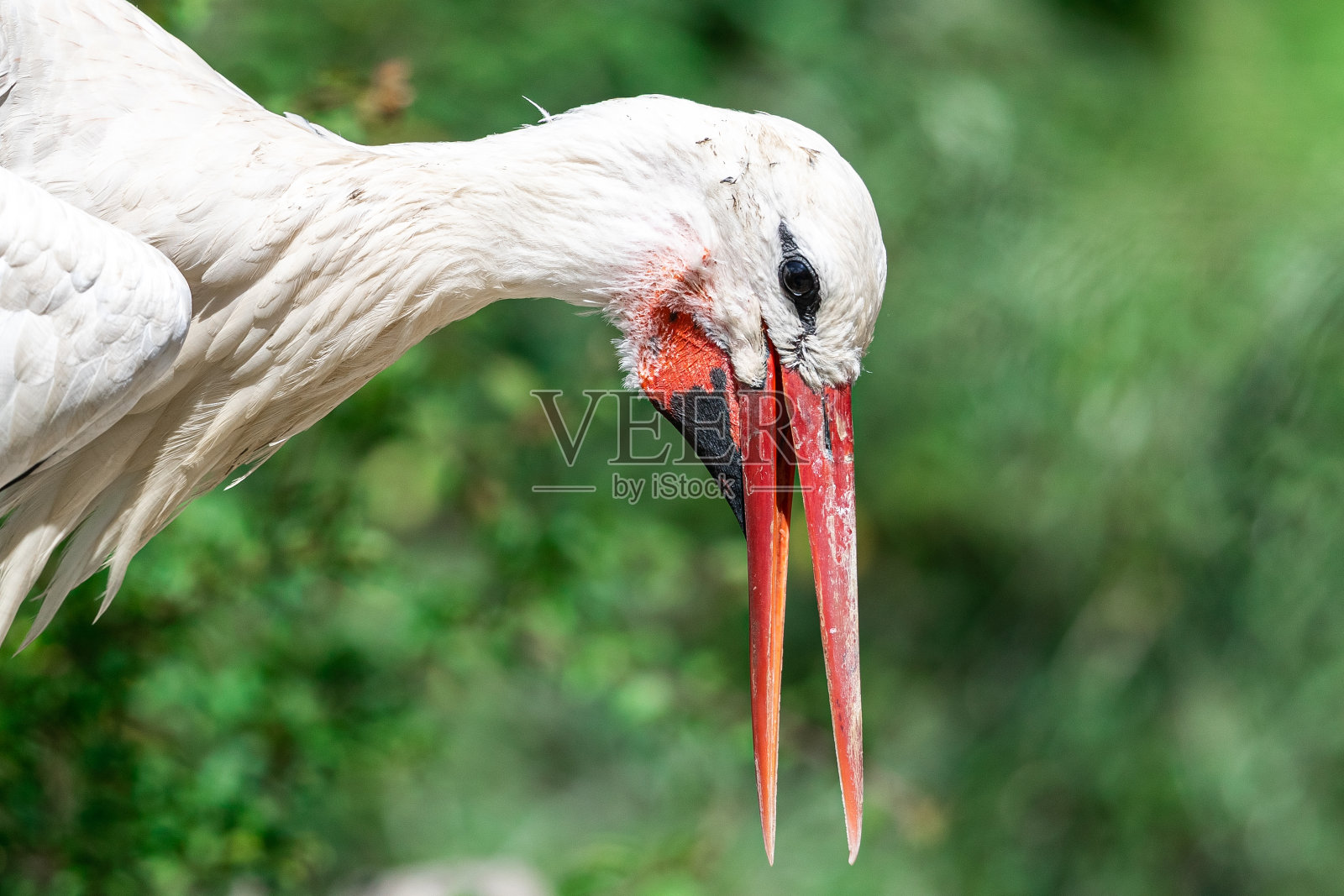 草地上有白鹳照片摄影图片