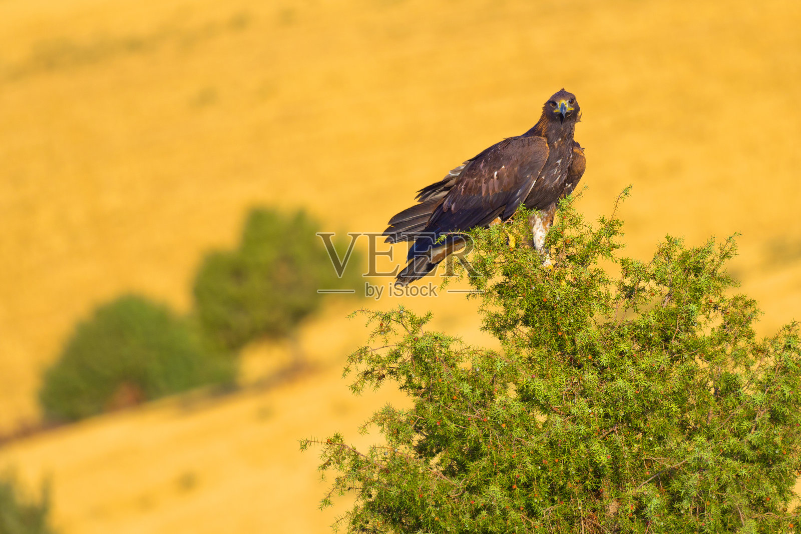 金鹰，地中海森林，西班牙照片摄影图片