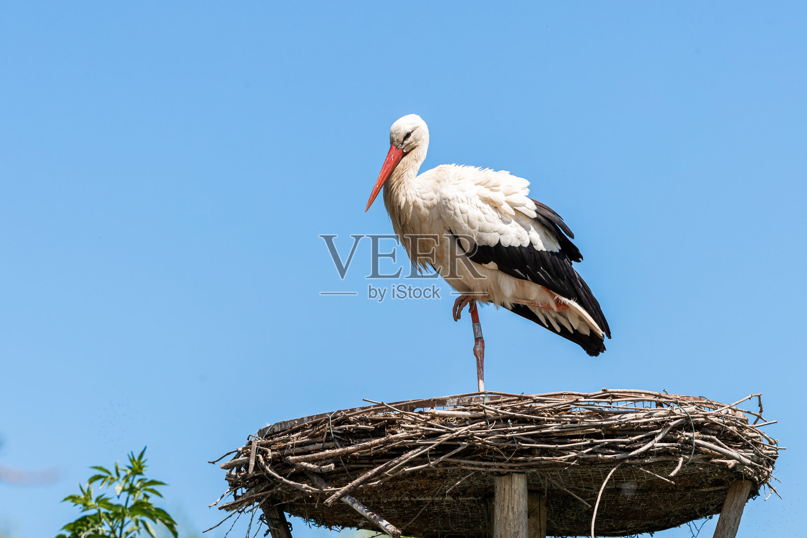 草地上有白鹳照片摄影图片