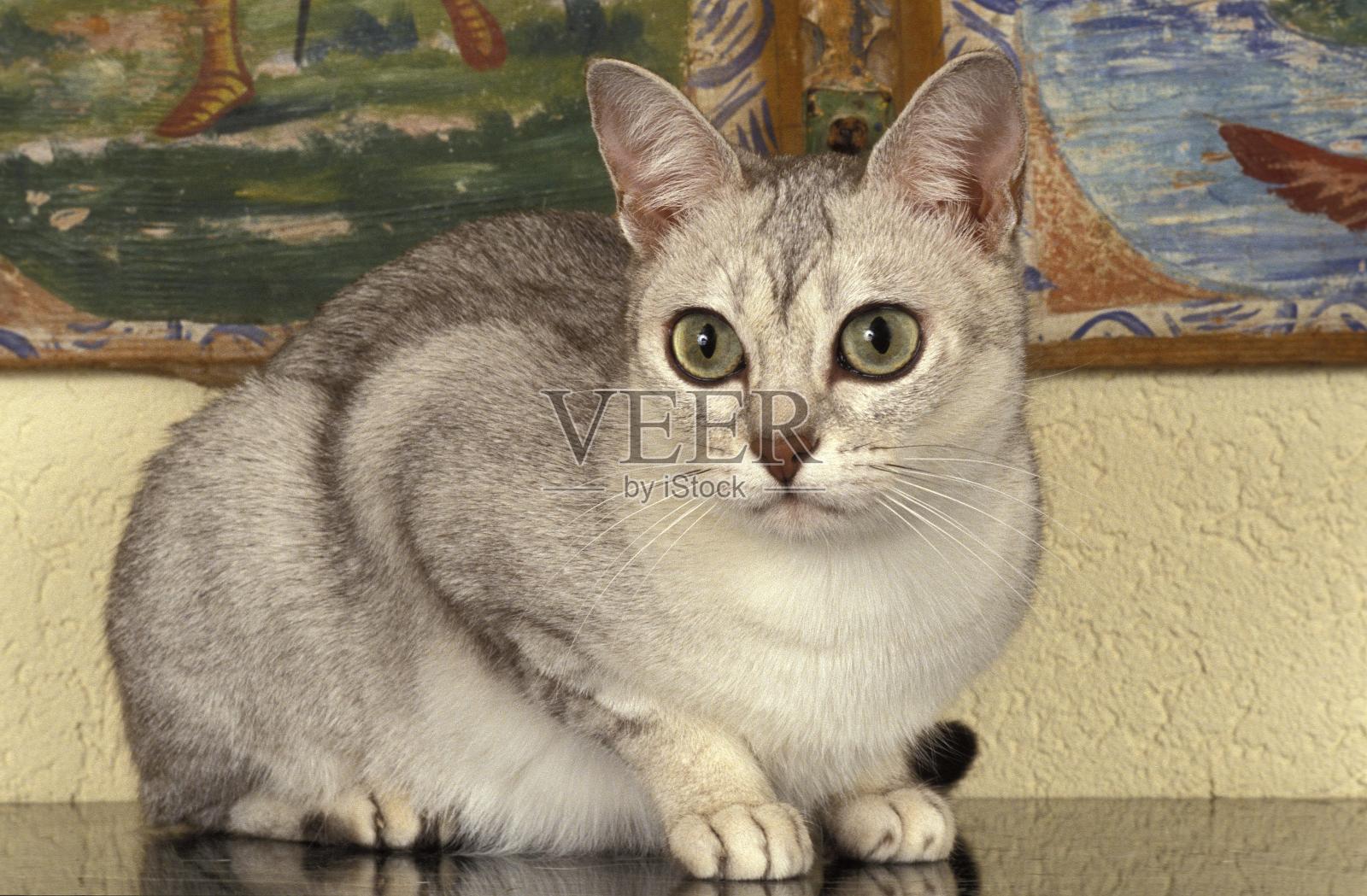 Burmilla家猫照片摄影图片