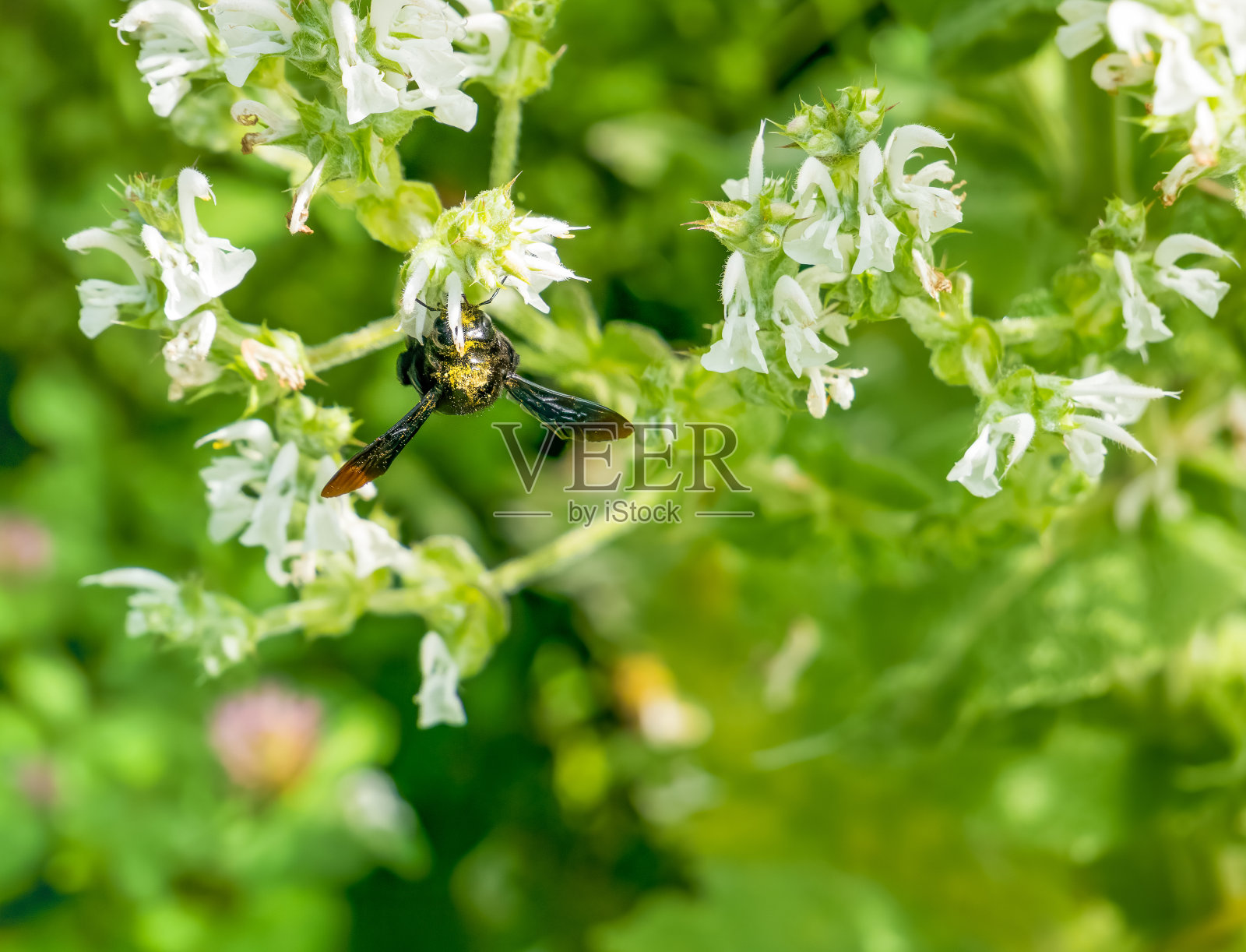 一种为白花丹参授粉的大黄蜂，也被称为地中海或非洲鼠尾草。照片摄影图片