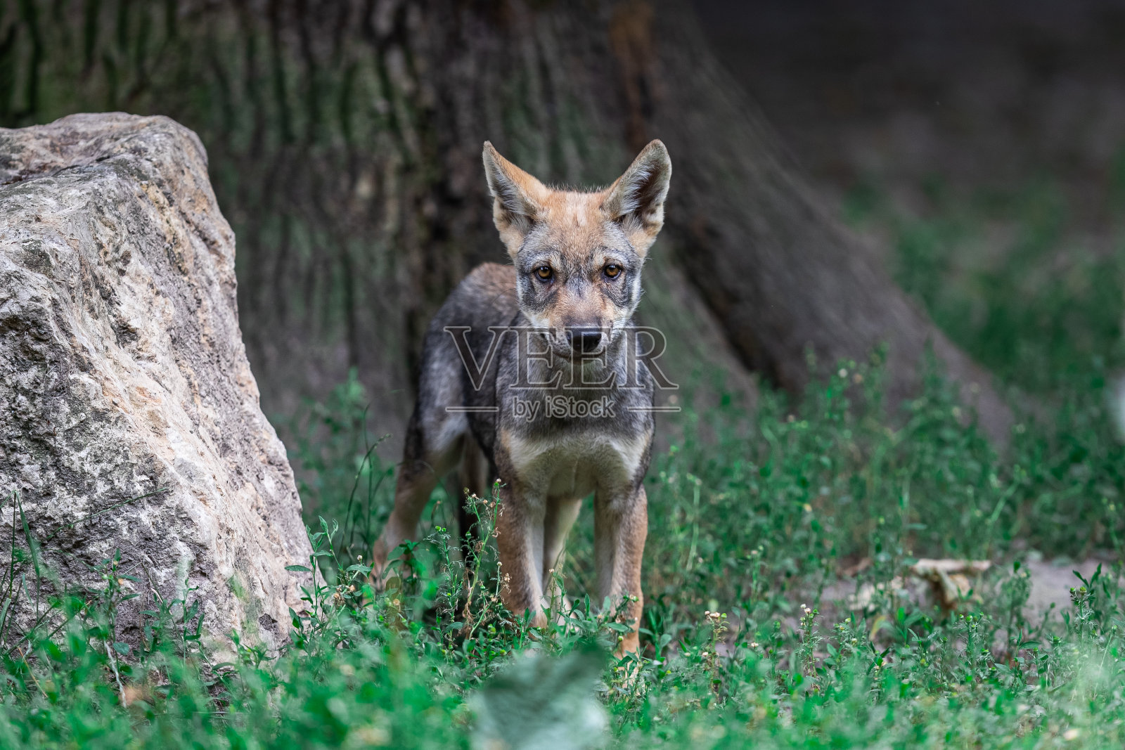 森林里的小灰狼照片摄影图片