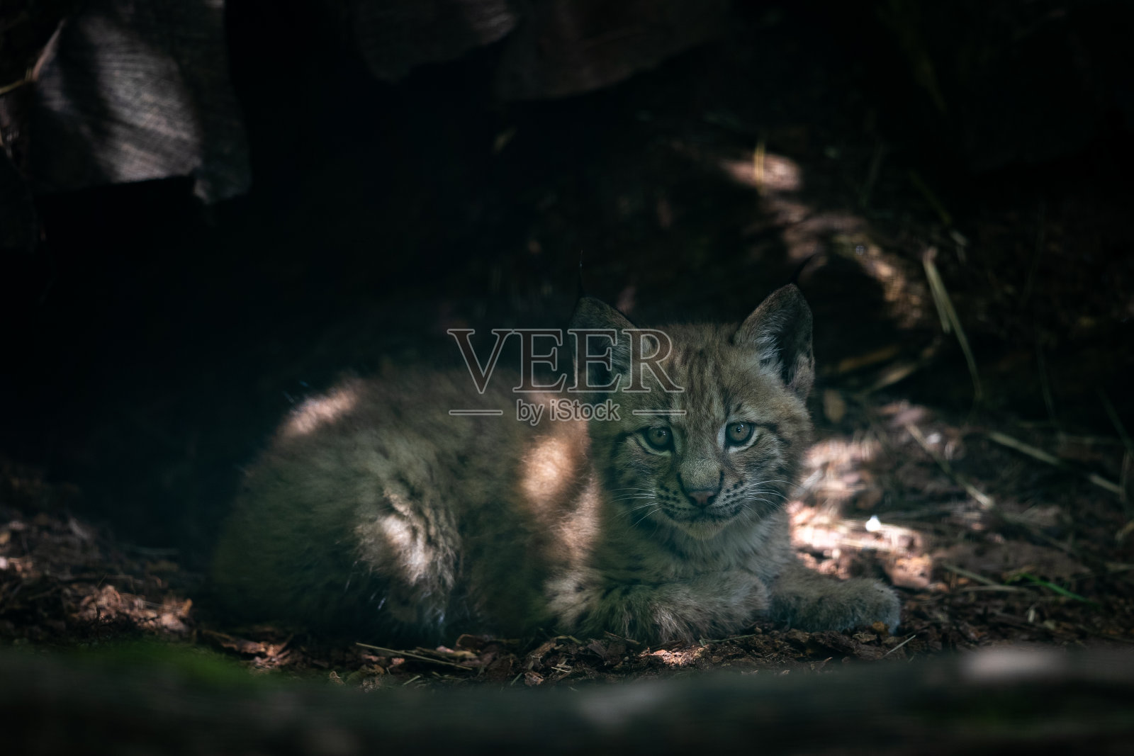 森林里的小山猫照片摄影图片