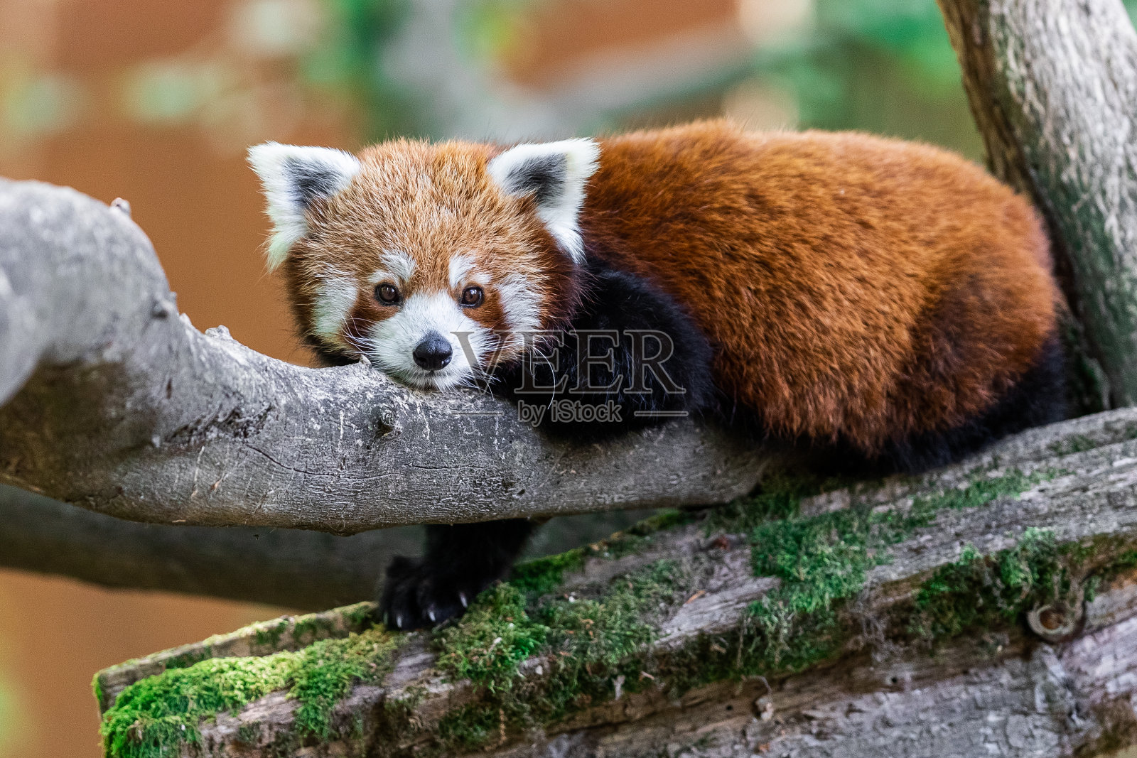小熊猫在森林里照片摄影图片
