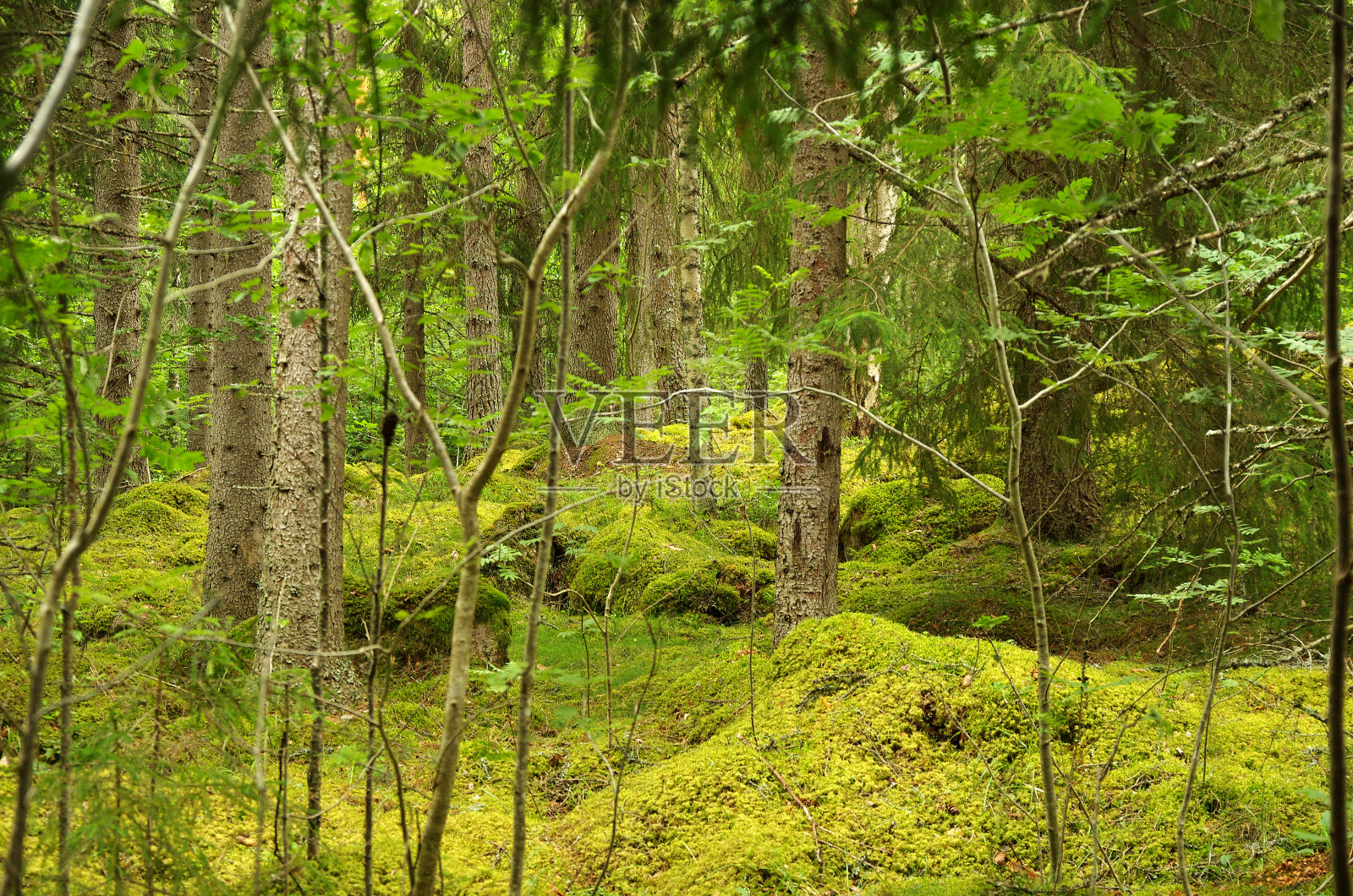 神秘的森林照片摄影图片