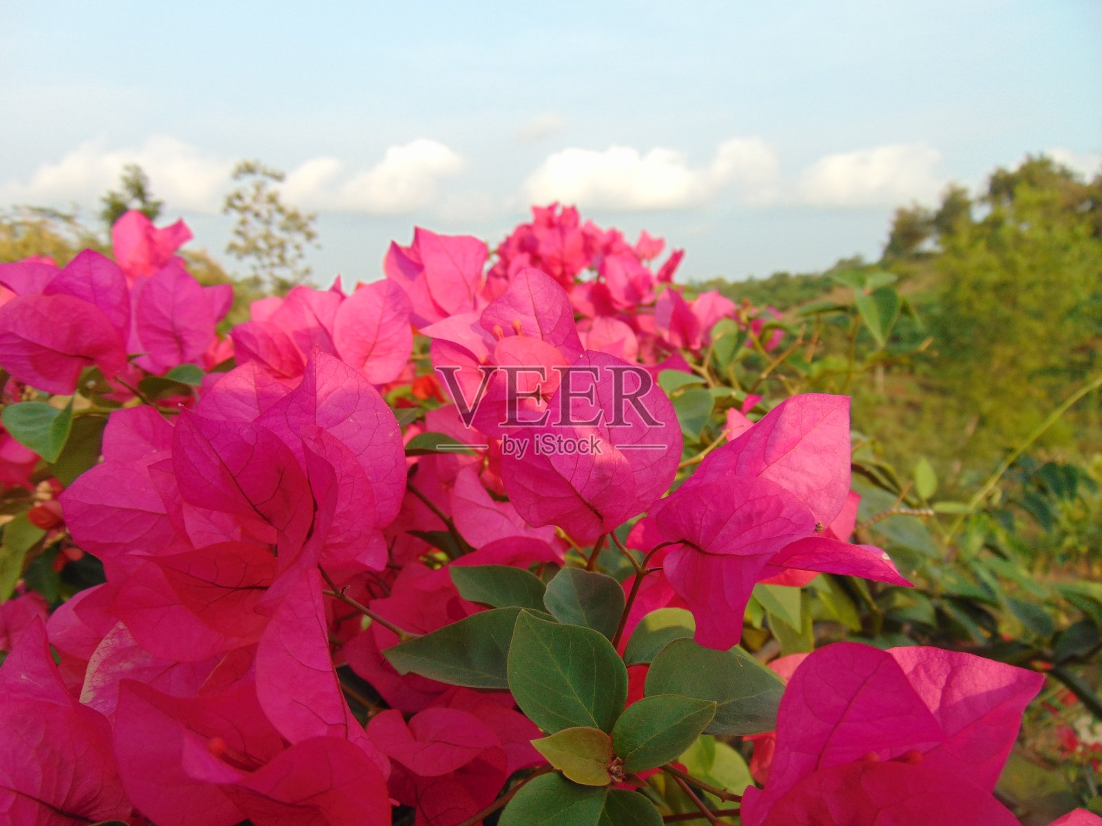 粉红色的纸的花照片摄影图片