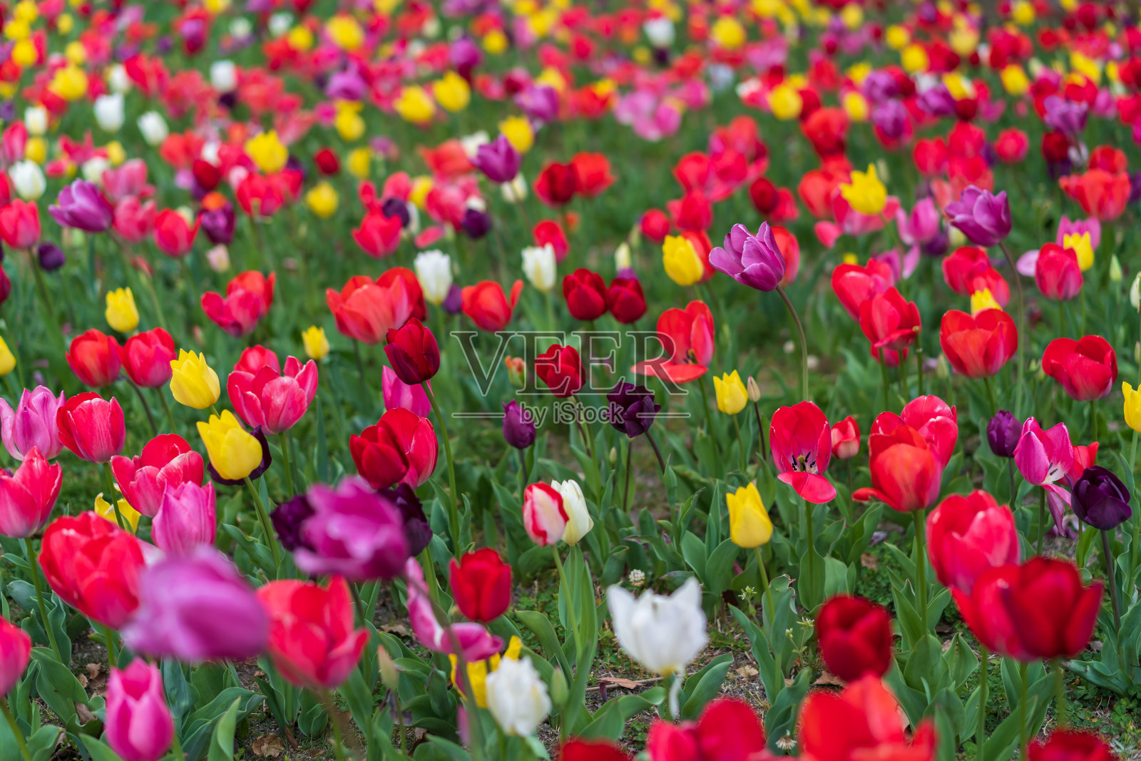 郁金香在花园里开花照片摄影图片