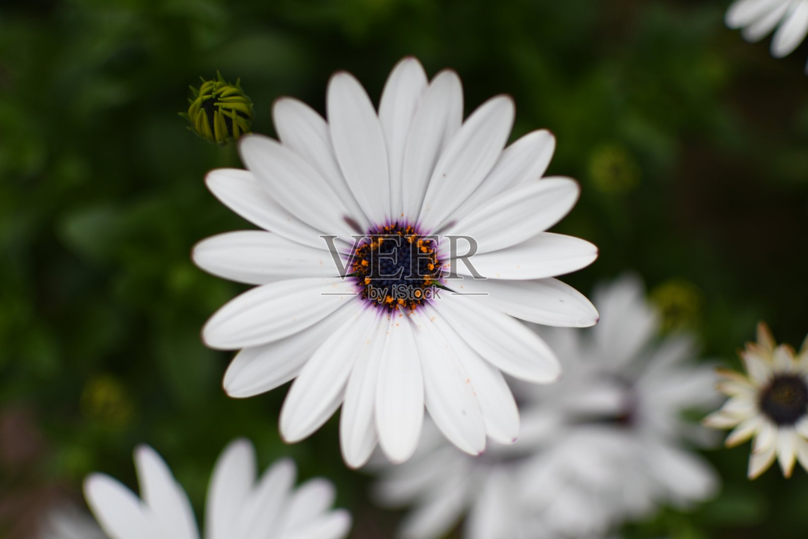春天的花。照片摄影图片