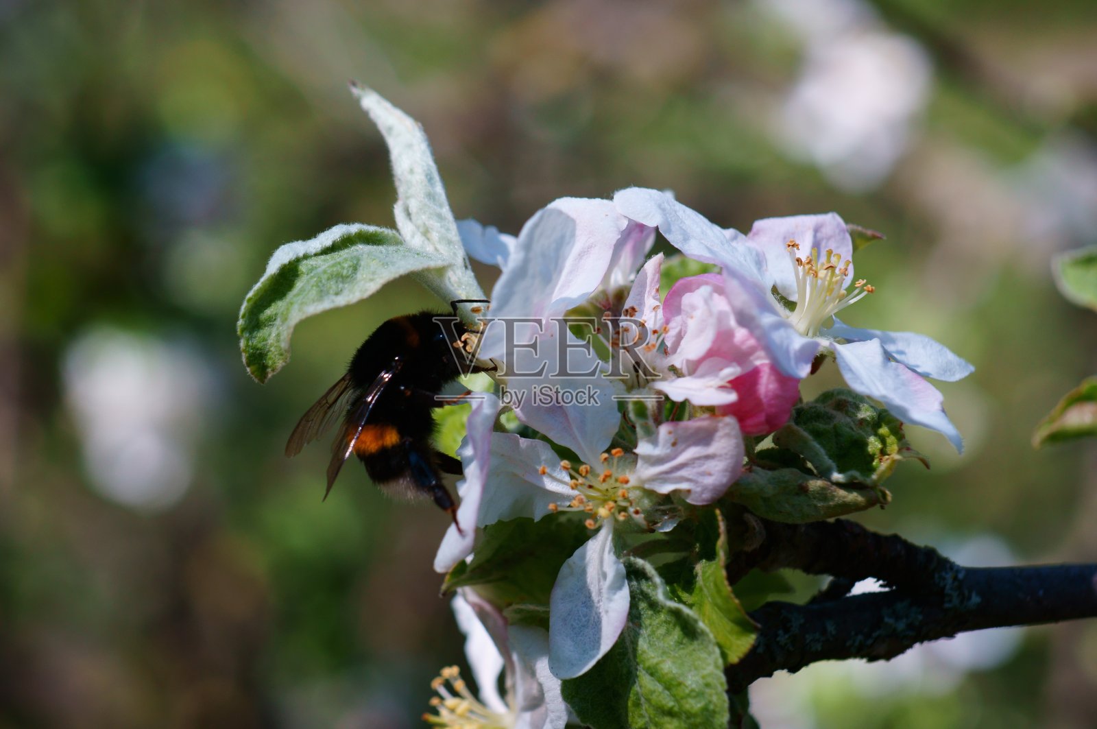 大自然中美丽的野花照片。美丽的野花和绿草。照片摄影图片